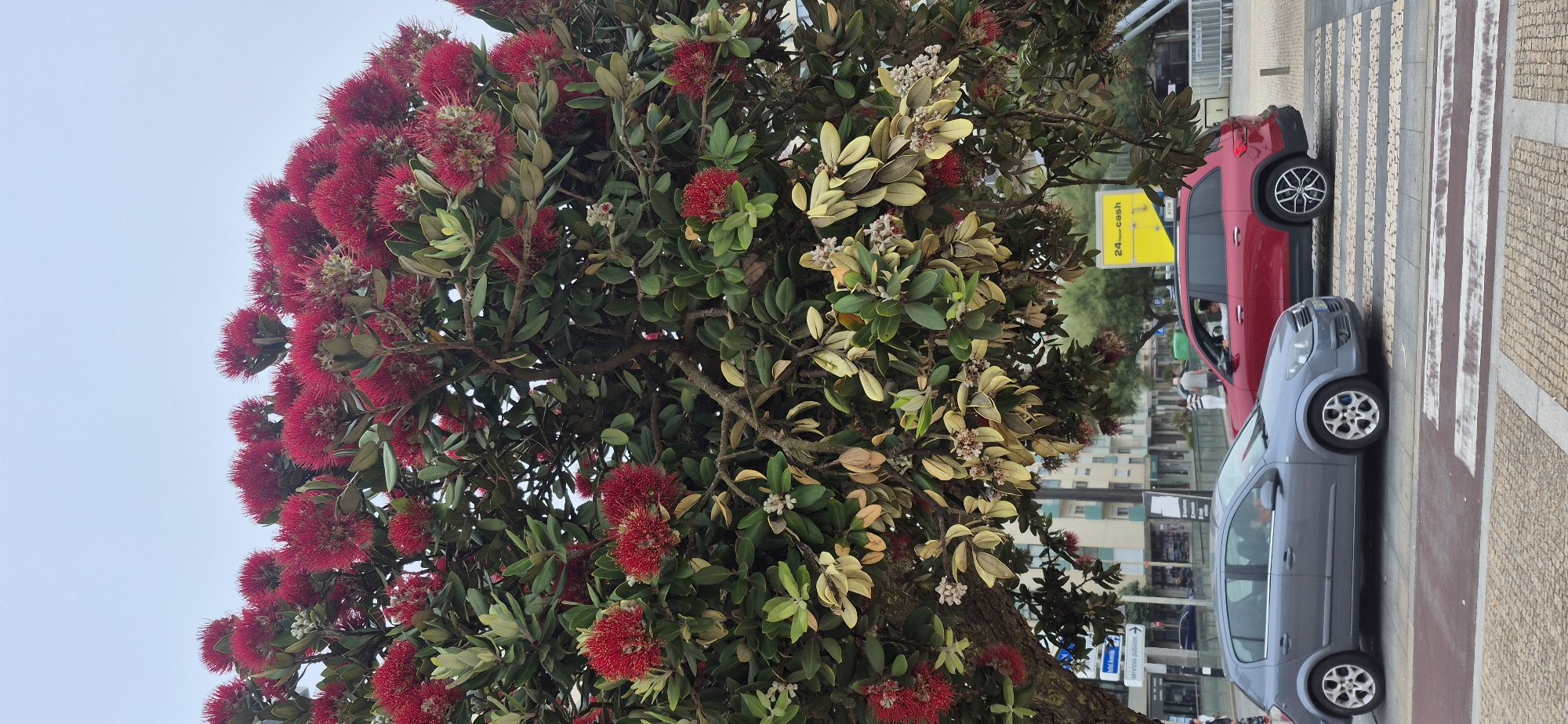 The image shows a street scene in Póvoa de Varzim, Portugal. A large tree with vibrant red flowers, likely a Pohutukawa tree, dominates the foreground. The tree has dense foliage with some leaves appearing yellowed and dry, mixed with fresh green leaves and clusters of red bottlebrush-like flowers. Below the tree, two cars are visible on a street with a crosswalk. A grey hatchback is in the left lane, and a red SUV is in the right lane. The SUV has tinted windows, and a person can be seen in the driver's seat. Behind the cars, buildings with light-colored facades and some windows are visible, suggesting an urban environment. A yellow sign that reads "24 hour cash" and "ATM" is positioned to the right of the red SUV. The sky is overcast, indicating a cloudy day. Several people are walking on the sidewalk in the background, and traffic signs are also present. The pavement is made of cobblestones with striped crosswalk markings.