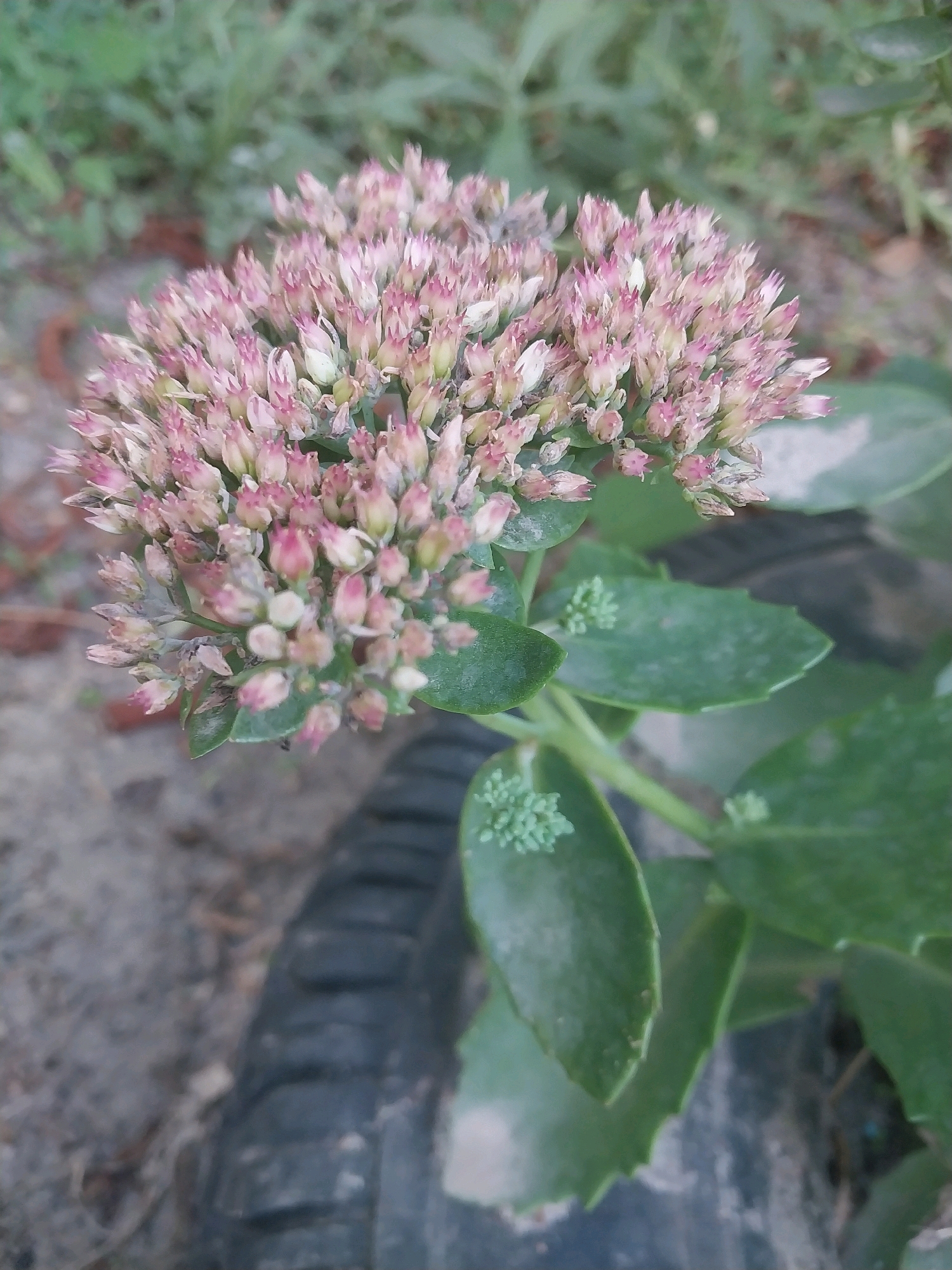 A close-up, slightly blurred, vertical medium shot captures a cluster of pale pink and white flower buds on a plant. The buds are tightly packed in an umbrella-shaped inflorescence, with some individual buds showing hints of pink at their tips. The plant has thick, fleshy green leaves, some of which are visible below the flower cluster. To the lower right, a portion of a black tire with visible tread marks is present. In the background, out-of-focus green foliage and sandy soil can be discerned. The image appears to be taken outdoors, in a casual, perhaps neglected, setting. The location is not specified beyond an assumption related to the city of Dnipro, Ukraine.