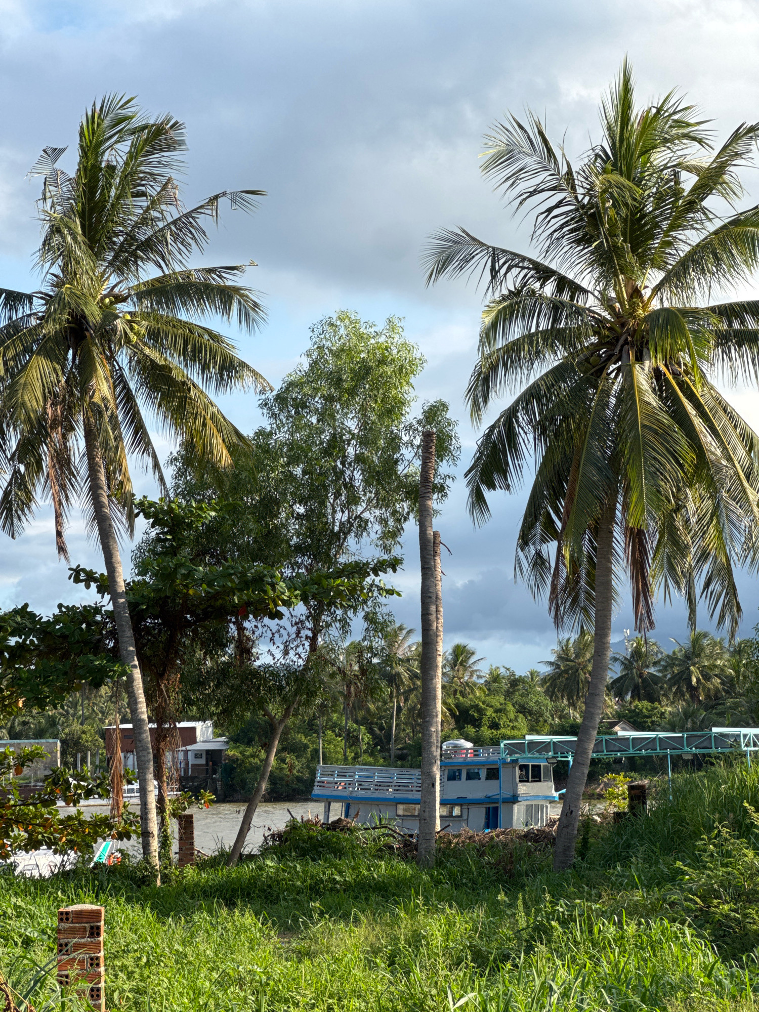 This is a vertical, eye-level, outdoor, daytime, full shot of a tropical scene, likely the Hau River near Can Tho in Vietnam, given the prevalence of coconut palm trees and the presence of a riverboat. In the foreground, lush green grass dominates, with a broken brick pillar on the left. Two mature coconut palm trees with fronds are prominent in the mid-ground, flanking the scene. Behind them, a variety of other green trees and foliage create a dense backdrop. A blue and white riverboat with a covered upper deck and railings is docked or anchored in the river, with a connecting walkway extending to the shore. More palm trees and dense vegetation are visible on the far bank of the river, under a partly cloudy, grey sky. The overall impression is one of a serene, tropical waterside setting.
