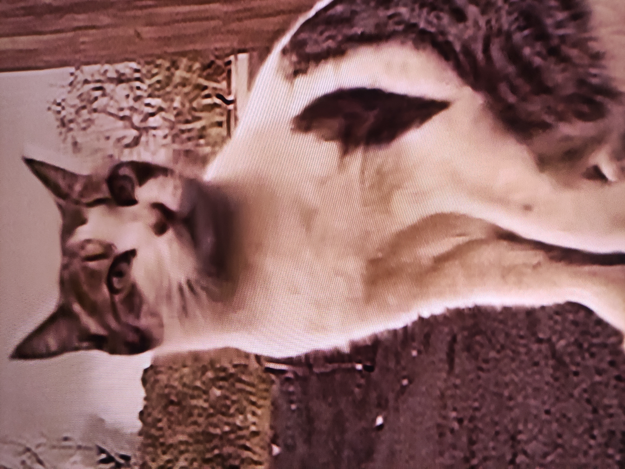 The image captures a domestic cat, oriented sideways with its head to the left, in what appears to be an outdoor or semi-outdoor setting in Pavlodar, Kazakhstan. The cat has predominantly white fur with distinct dark brown or black markings on its head, back, and tail, suggesting a patched or tabby pattern. Its eyes are open, and it maintains a calm, alert expression, seemingly resting or observing something off-camera.
The cat is positioned near a rough, textured object in the foreground, which resembles a scratching post or a weathered piece of wood. The background is softly blurred, showing indications of foliage or greenery, and a wooden structure, possibly a fence or part of a building, in the upper portion of the frame. The lighting suggests it is daytime, likely bright and possibly sunny.
The photograph exhibits some blurriness, pixelation, and a noticeable screen-door effect, indicating it might be a picture taken of a digital display or with a camera of lower resolution. The color palette is slightly warm and somewhat desaturated. There is no visible text in the image.
