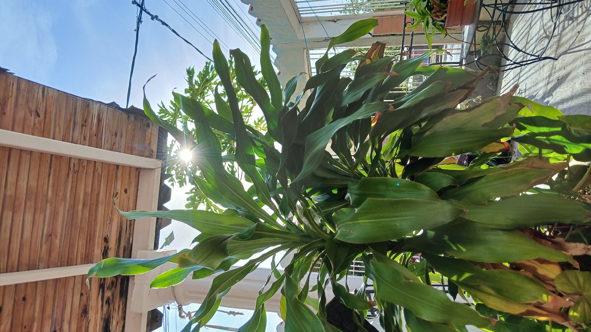 The image captures a view from beneath a structure, possibly a porch or balcony, in Juan Griego, Venezuela. Dominating the foreground is a large potted plant with broad, green leaves, some showing signs of browning at the tips. Above the plant, a wooden fence-like structure is visible, with sunlight streaming through the gaps in the leaves, causing a bright flare. In the background, beyond the fence, there's a clear blue sky with a few wispy clouds. Electrical wires run across the top portion of the frame. A glimpse of another balcony or structure is visible in the upper right corner, with a metal railing and a potted plant. The scene appears to be outdoors on a sunny day.