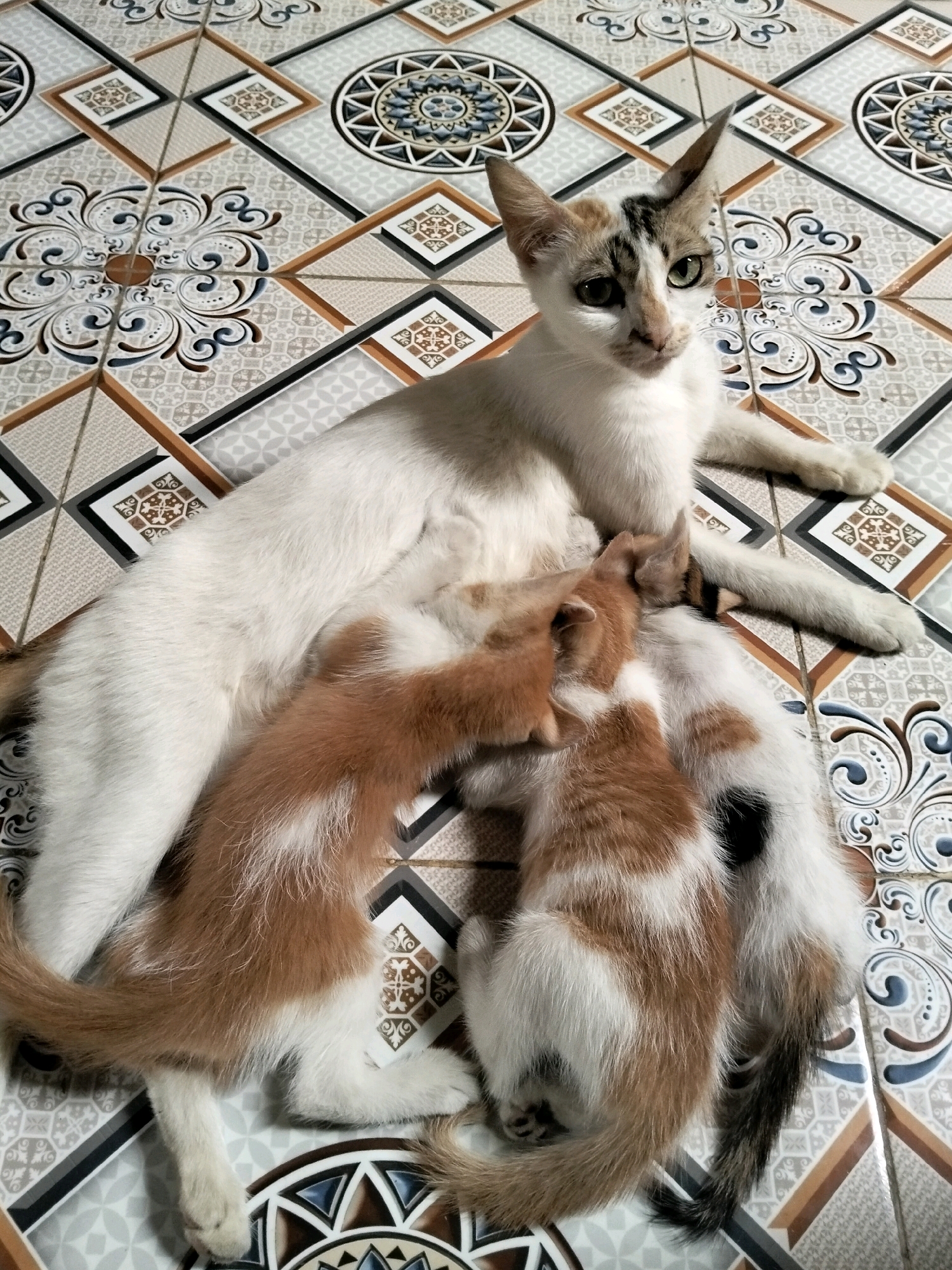 A mother cat with white fur and brown markings is lying on a tiled floor in what appears to be a home in Arang Limbung, Indonesia. She is nursing three kittens, two of which are visible with brown and white fur. The tiled floor features a geometric pattern with brown, white, and blue elements. The image captures a moment of domestic tranquility, with the cats resting on the cool tiles.
