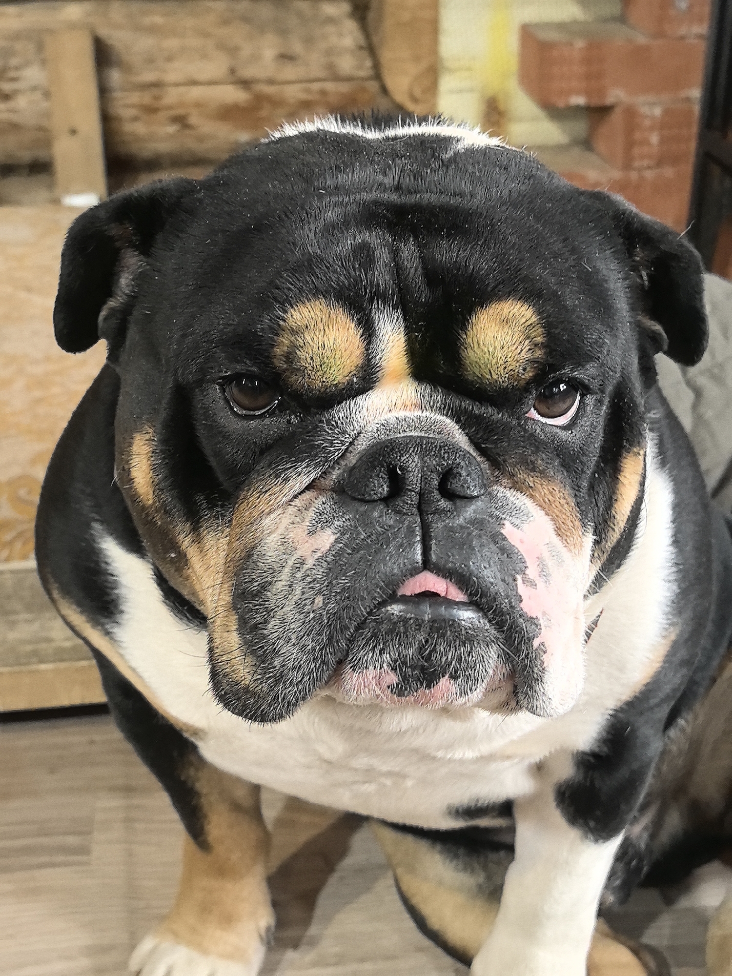 A close-up, high-angle shot shows an English Bulldog with a serious expression. The dog has a black, white, and tan coat. Its face is wrinkled, and its tongue is slightly visible. The background is blurred, but wooden structures and brickwork can be seen, indicating an indoor setting. The dog is the primary subject and dominates the frame. The photo was taken indoors. It is impossible to confirm the location of the image is Noviy, Russia.