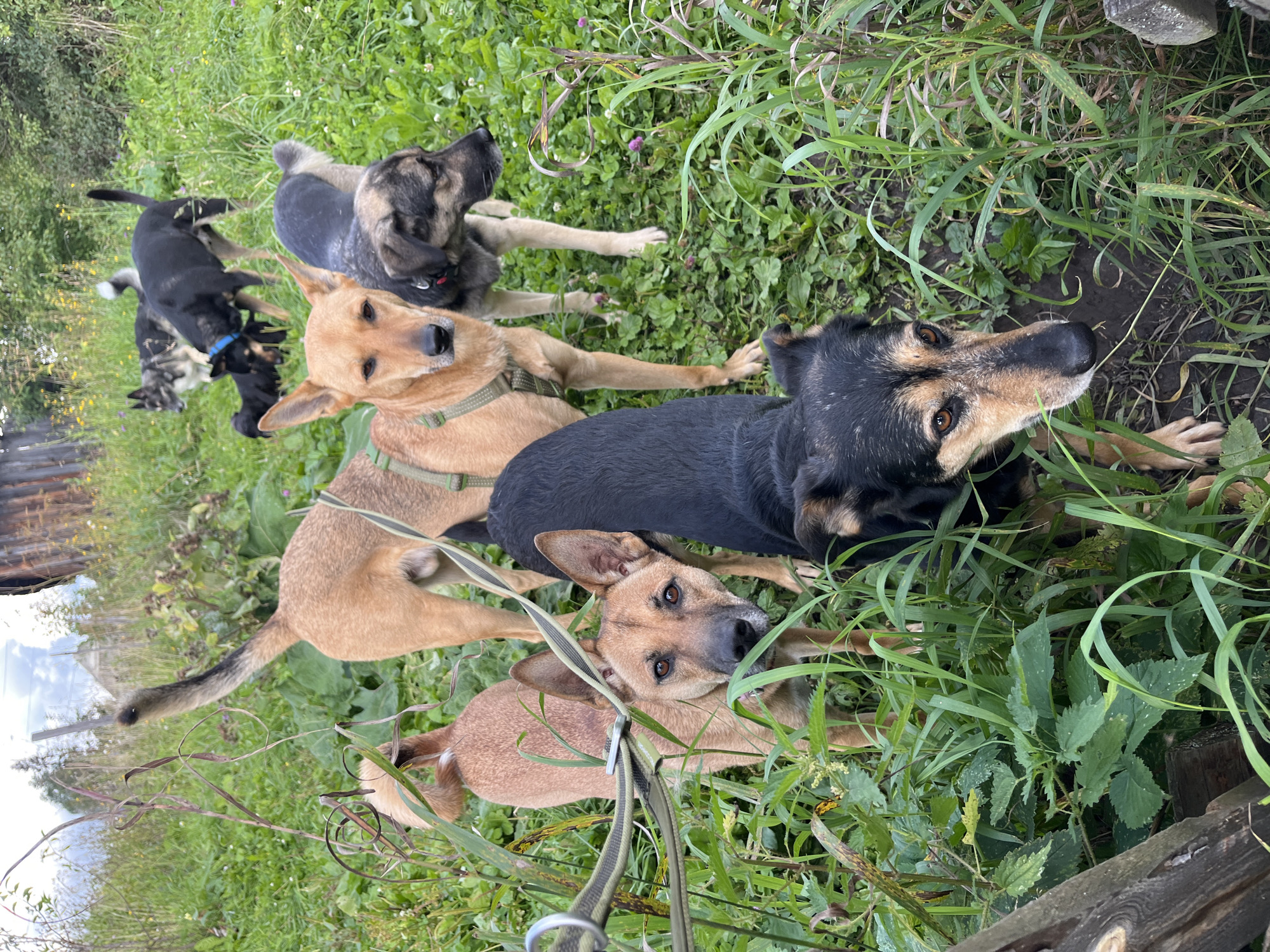 In a grassy, overgrown yard with a dilapidated wooden structure in the background, a group of seven dogs are gathered. The dogs, varying in breed and size, are of tan, black, and grey coloration. They are positioned in the foreground and midground of the image, some standing, others partially obscured by the tall grass and foliage. One tan dog in the foreground, wearing a green harness, looks directly at the camera. A black dog with tan markings is in the immediate foreground, also looking towards the viewer. In the midground, another tan dog with a green harness stands, while behind it, a grey and black dog with a red collar is visible. Further back, a black dog with a blue collar is present, along with two other dogs, one black and one grey and black, in the distance. The scene appears to be an outdoor setting in the city of Nizhny Tagil, Russia, characterized by its natural, uncultivated environment.