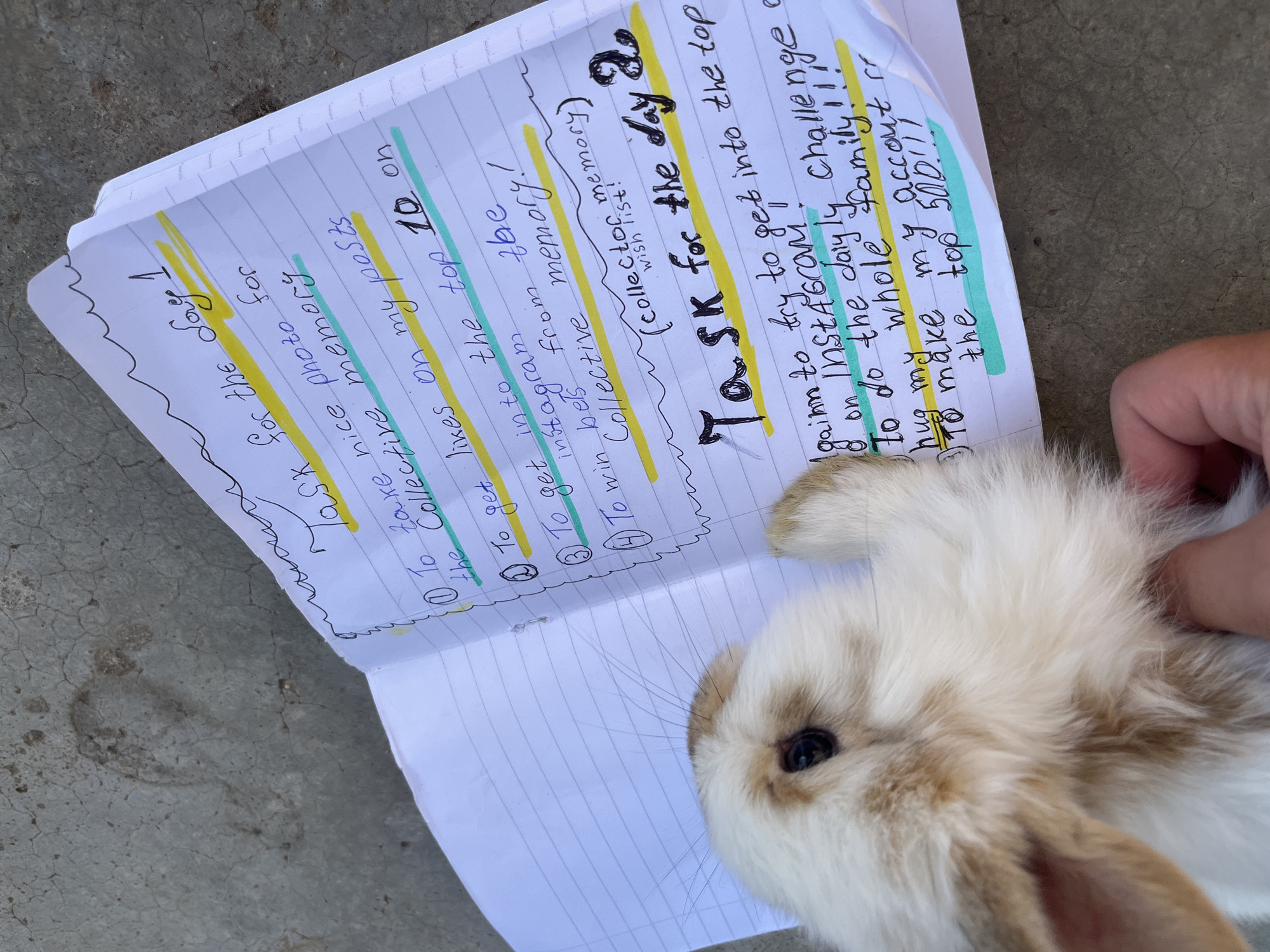 A close-up shot displays a notebook with handwritten notes lying on a concrete surface. The notebook is open, showcasing a task list titled "Task for the Say 1" and "Task for the day 2." A small, light brown and white rabbit rests partially on the notebook, obscuring some of the text. A hand, presumably belonging to a person, is visible near the rabbit's head. The handwriting appears to be in black ink with some sections highlighted in yellow. The location is unknown, and the presence of the city of Lozarevo, Bulgaria cannot be determined.