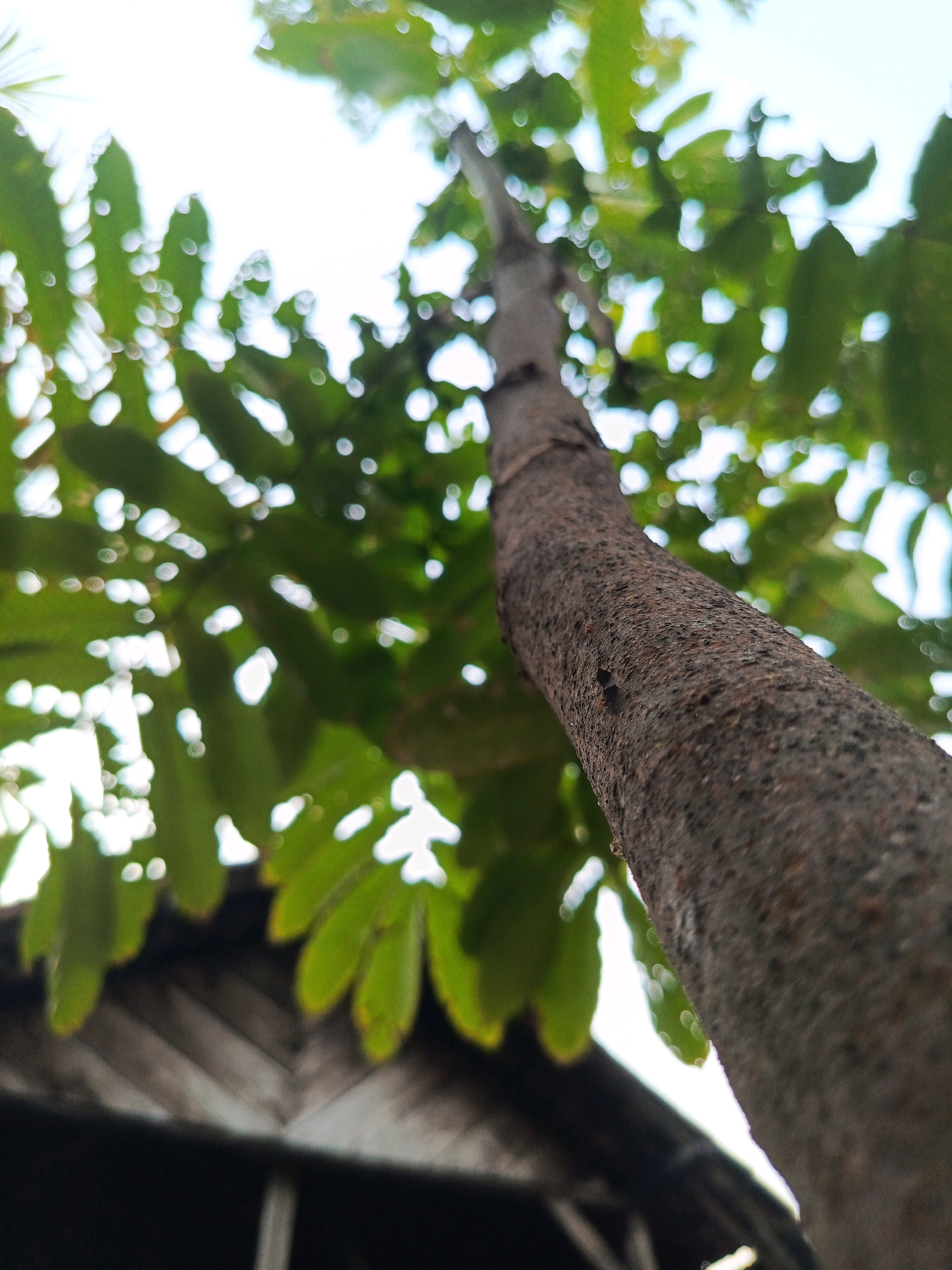 The image is a close-up, low-angle shot of a tree trunk and its leaves against a bright sky. The tree trunk, textured and brown, dominates the foreground, angled upwards. Lush green leaves are visible in the background, some sharply in focus, others blurred, creating a bokeh effect with highlights of sunlight filtering through. Below the foliage, a portion of a wooden structure, possibly a roof or wall with a V-shaped pattern, is visible. The scene appears to be outdoors, under daylight. The provided location of Megang Sakti I, Indonesia, suggests a tropical or subtropical environment with lush vegetation.