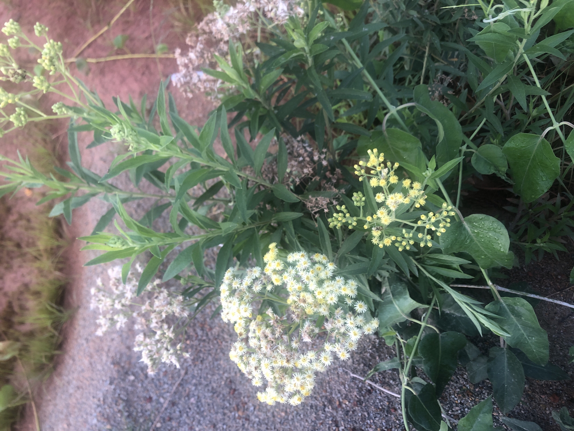 In the city of Bar Jirgi Summa, Nigeria, this image captures a close-up view of a cluster of wildflowers and greenery. The flowers are primarily small and white with yellow centers, and some appear to be in bud or past their prime. Interspersed with the flowers are tall, leafy green stalks. The ground beneath the plants is a mixture of gravel and soil. The overall setting suggests an outdoor, possibly uncultivated area within the city. There are no people or animals visible in the frame.