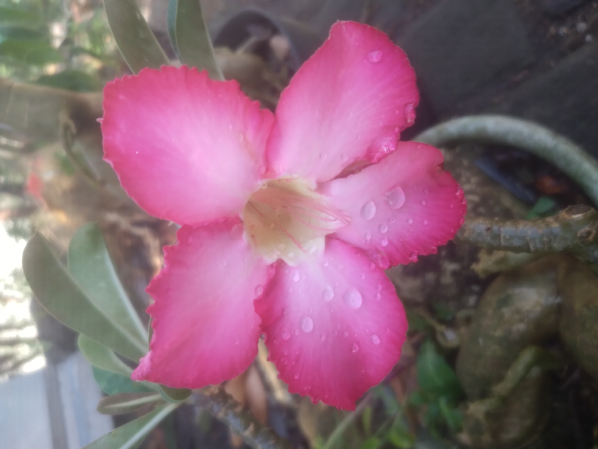 A close-up, low-angle shot captures a vibrant pink Adenium flower, also known as a desert rose, adorned with numerous water droplets. The flower's petals exhibit a delicate, serrated edge and a subtle gradient of color, transitioning from a deep pink at the edges to a lighter shade towards the center. The center of the flower reveals yellow and pink stamens. The bloom is positioned slightly off-center to the right, with its stem visible at the bottom left. The background is softly blurred, showing green leaves and the rough texture of a pot and surrounding soil. The lighting suggests an outdoor setting, possibly in the morning or after a rainfall, given the dew on the petals. The image was taken in Lamongan, Indonesia, a region known for its tropical climate that supports the growth of such flowering plants. No people are visible in the frame.