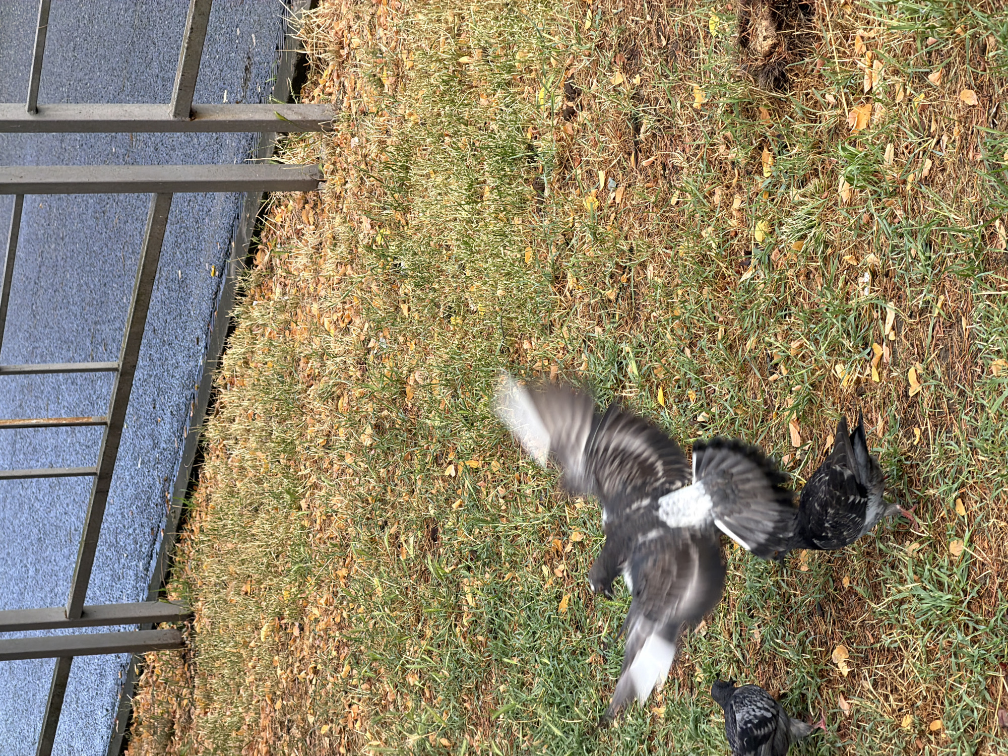 A vertical, eye-level shot captures a patch of parched grass and fallen autumn leaves near a metal fence and asphalt pathway. In the foreground, three pigeons are visible on the ground. One pigeon, with wings outstretched and blurred due to motion, is in the process of taking flight or landing. Another pigeon stands to the left, facing forward, while a third is to the right, also facing forward. The scene is set in Vesyoloye, Russia.