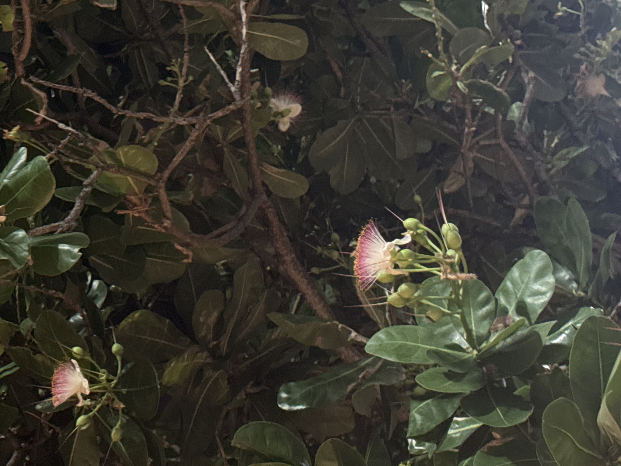 The image shows a cluster of Barringtonia asiatica flowers amidst its leaves. The flowers have white and pinkish stamens. The leaves are glossy and green. The setting appears to be outdoors, possibly at night, with artificial light creating highlights on the leaves. The specific location of this image is unknown.