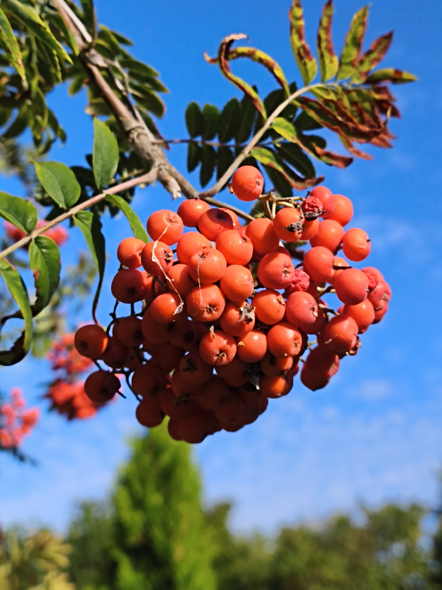 A close-up, low-angle shot captures a cluster of bright red rowan berries hanging from a branch against a clear blue sky. The berries are round and plump, with some showing a slightly shriveled appearance. Green leaves, some tinged with brown and red, are visible on the branch above the berries. In the blurred background, out-of-focus trees create a soft green and yellow bokeh effect. The image is taken outdoors, likely in a park or garden setting, with the bright sunlight casting highlights on the berries. The scene evokes a sense of autumn and natural beauty. There are no people or animals visible. The location is not specified as Tallinn, Estonia.
