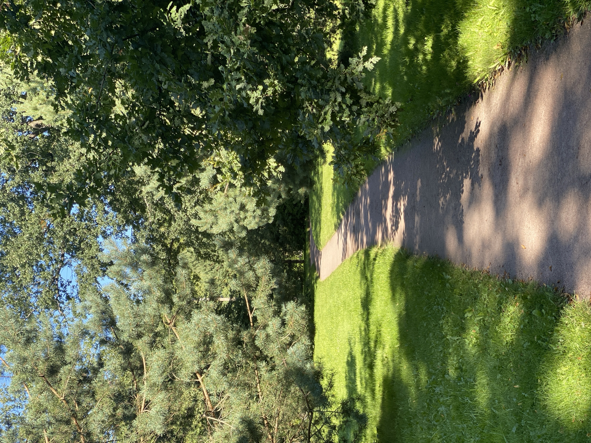 The image depicts a paved pathway winding through a park in Peterhof, Russia. The path is surrounded by lush green grass, which is dappled with sunlight and shade cast by the surrounding trees. On the left side of the path, a large pine tree with its branches extending overhead dominates the foreground. To the right, an oak tree with its distinctive lobed leaves forms a dense canopy. The background reveals more trees, creating a sense of depth and a natural, serene environment. The sky above is a clear blue, indicating a sunny day. The scene is devoid of any people or animals.