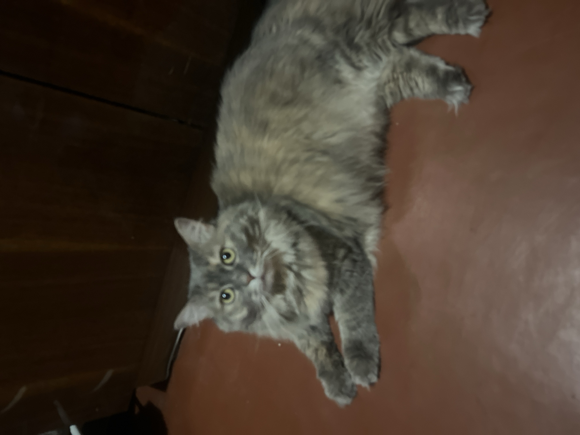 A long-haired cat with gray and brown fur lies on a reddish-brown floor in front of a dark brown wooden cabinet. The cat is facing the camera with its paws tucked underneath its body. Its eyes are open and yellow. The background is blurred and consists of the wooden cabinet. The scene appears to be indoors. There is no indication of the location being in Kyiv, Ukraine.