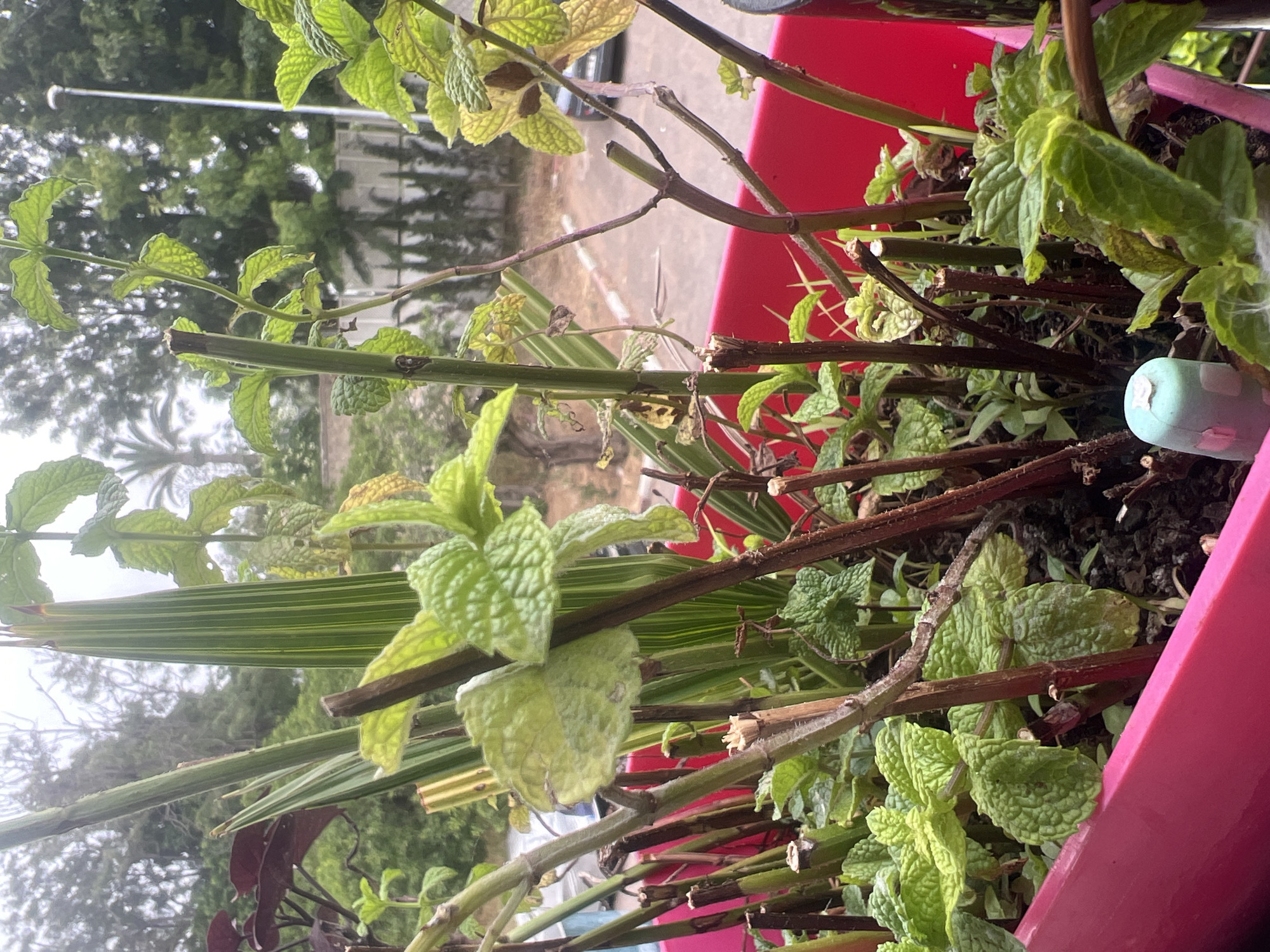 The image depicts an outdoor scene in Casablanca, Morocco, centered on a vibrant pink, rectangular plastic planter. The planter contains a variety of plants, predominantly numerous stems of what appears to be mint (Mentha), many of which have been recently pruned or harvested, evident by clean, horizontal cuts on their stems. Fresh, corrugated green leaves are visible emerging from the lower sections and bases of these stems, while some older leaves show signs of light yellowing. A plant with long, sword-like leaves featuring prominent vertical green and pale yellow stripes stands prominently in the center of the planter. To the far left, a plant with dark reddish-purple foliage is partially visible. The soil within the planter is dark brown. A small, light blue cylindrical plastic object, adorned with light pink square stickers, is partially visible at the bottom-left edge of the planter.
Beyond the planter, a paved area with a distinct white line painted on its surface is discernible, suggesting a road or parking space. The rear of a dark-colored vehicle is visible on the right side of this paved area. A tall, slender white street lamp post stands to the right. The background features dense green foliage from various trees and bushes, including several palm trees, indicating a vegetated urban or suburban environment. The sky appears overcast or hazy, providing diffused natural lighting to the scene. No individuals or animals are present in the frame.