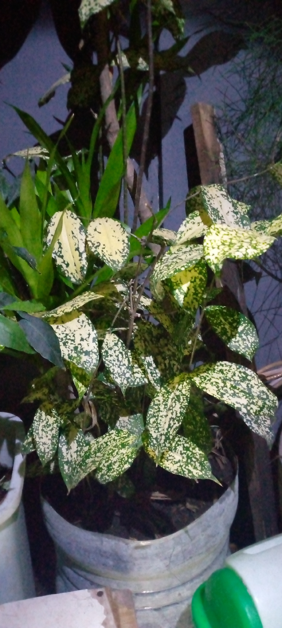 The image shows a close-up view of a potted plant with variegated leaves. The leaves are a mix of green and yellow with dark green spots. The plant is in a light-colored pot that appears to be made of plastic or a similar material. Behind the plant, there are other plants with dark green leaves, and a wooden stake. The background is dark and out of focus, with hints of blue and gray. The lighting suggests it may be nighttime or a dimly lit indoor environment. There is no indication of the location being in the city of Sumberwono, Indonesia.