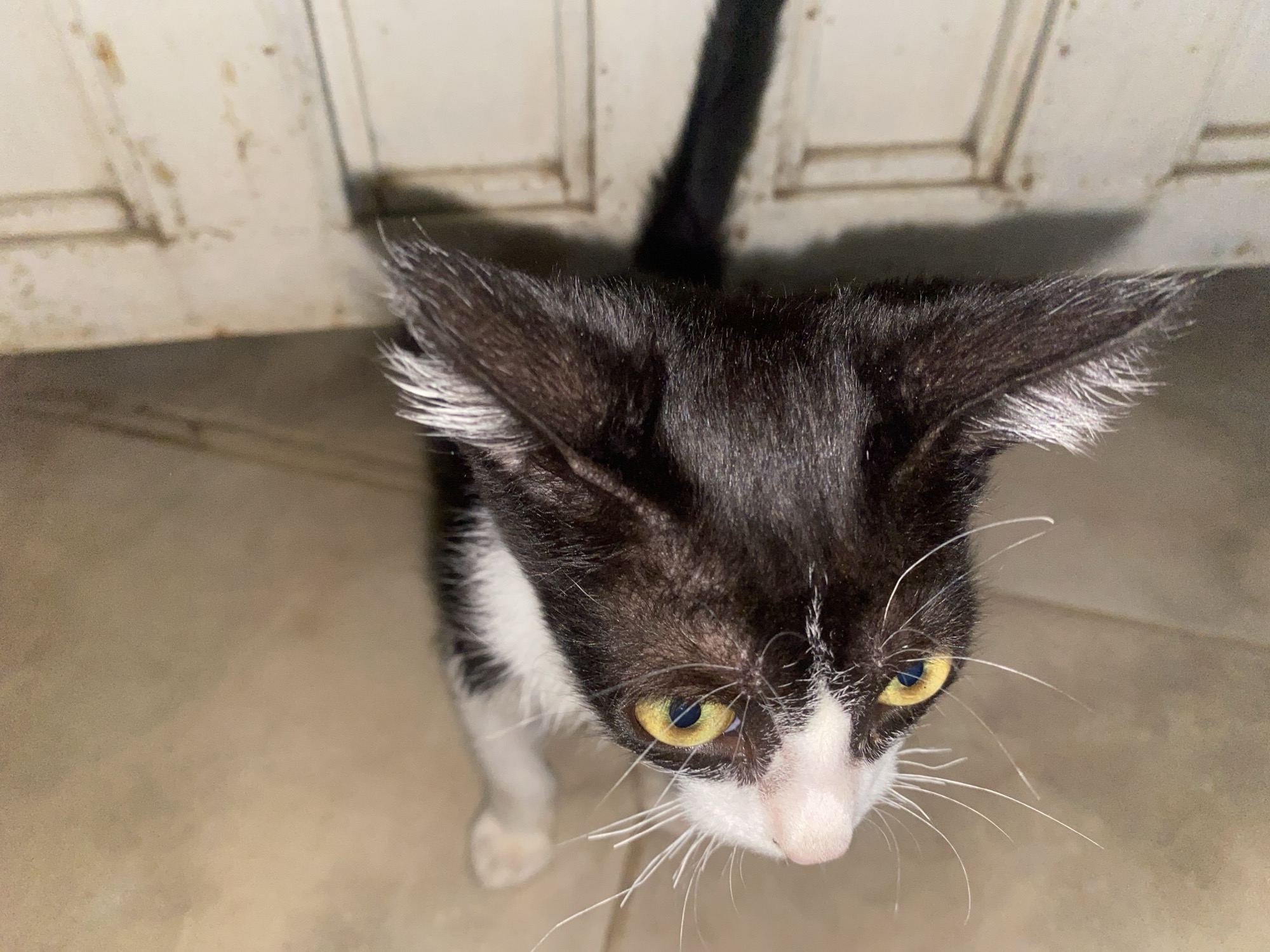 A black and white kitten is looking up at the camera. The kitten is standing on a tile floor, and a white door is visible in the background. The kitten is in Tinaquillo, Venezuela.