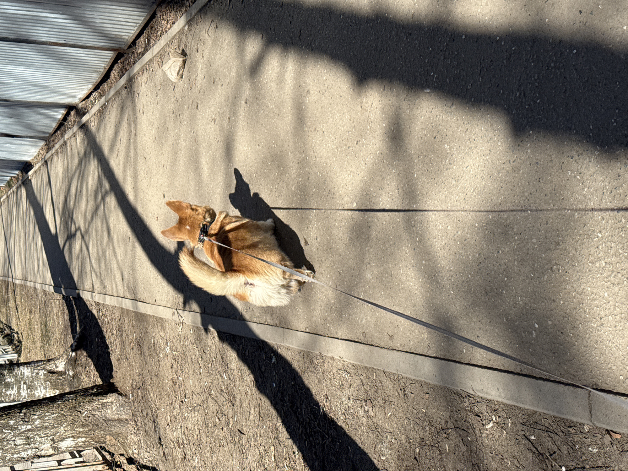 A medium-sized, ginger and white dog stands on a concrete sidewalk. The dog is on a leash. The location is Votkinsk, Russia. A galvanized metal structure, possibly a canopy, is visible to the left. Shadows of bare trees are cast across the sidewalk. Adjacent to the sidewalk is a dirt patch containing tree limbs.