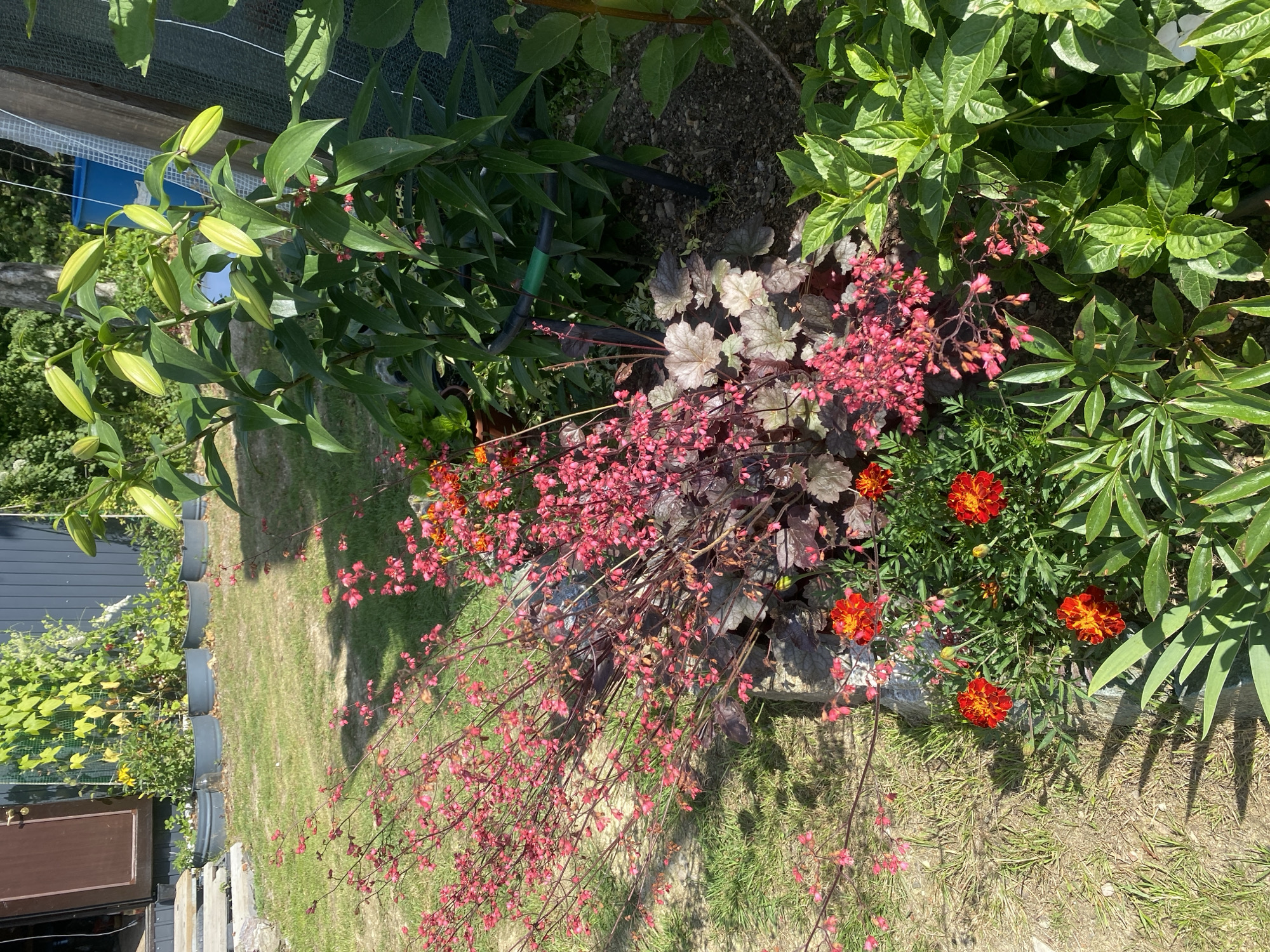 The image depicts a sunlit garden scene, likely in Tret'ya Pad', Russia, showcasing a variety of flowering plants. In the foreground, bright orange marigolds are in bloom, interspersed with delicate pink coral bells and plants with dark, bronzed foliage. Behind them, tall lily plants with numerous green buds reach upwards. The garden includes a lawn area with patches of dry grass and some exposed soil. In the background, a dark gray wooden shed with a brown door is visible, along with several large gray planters containing green leafy plants. A blue plastic barrel and a section of green mesh fencing are also present, suggesting a backyard or allotment setting. The overall impression is one of a vibrant, flourishing garden on a clear, sunny day. There are no people or animals in the image.
