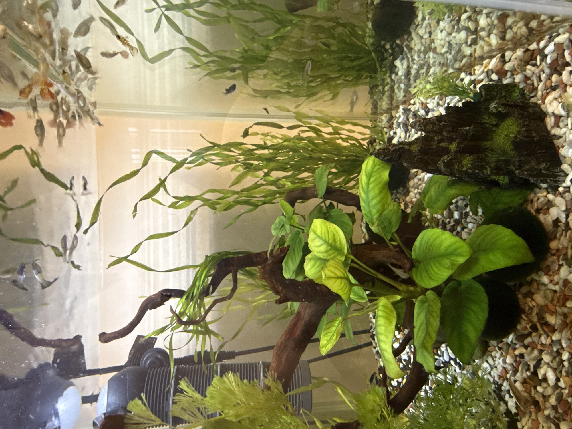 The image shows a close-up view of an aquarium with several small fish swimming among aquatic plants and decorative elements. The aquarium contains a variety of green plants with broad leaves and tall, slender blades. A piece of driftwood is submerged in the water, serving as a perch for some of the fish and a support for the plants. The substrate is made of small, multi-colored pebbles. There is a dark, rocky decoration in the foreground, covered in green moss. Several small fish, appearing to be guppies, are visible swimming throughout the tank. The lighting suggests an indoor environment. There is no information in the image that can indicate the location in the city of Krasnoyarsk, Russia.