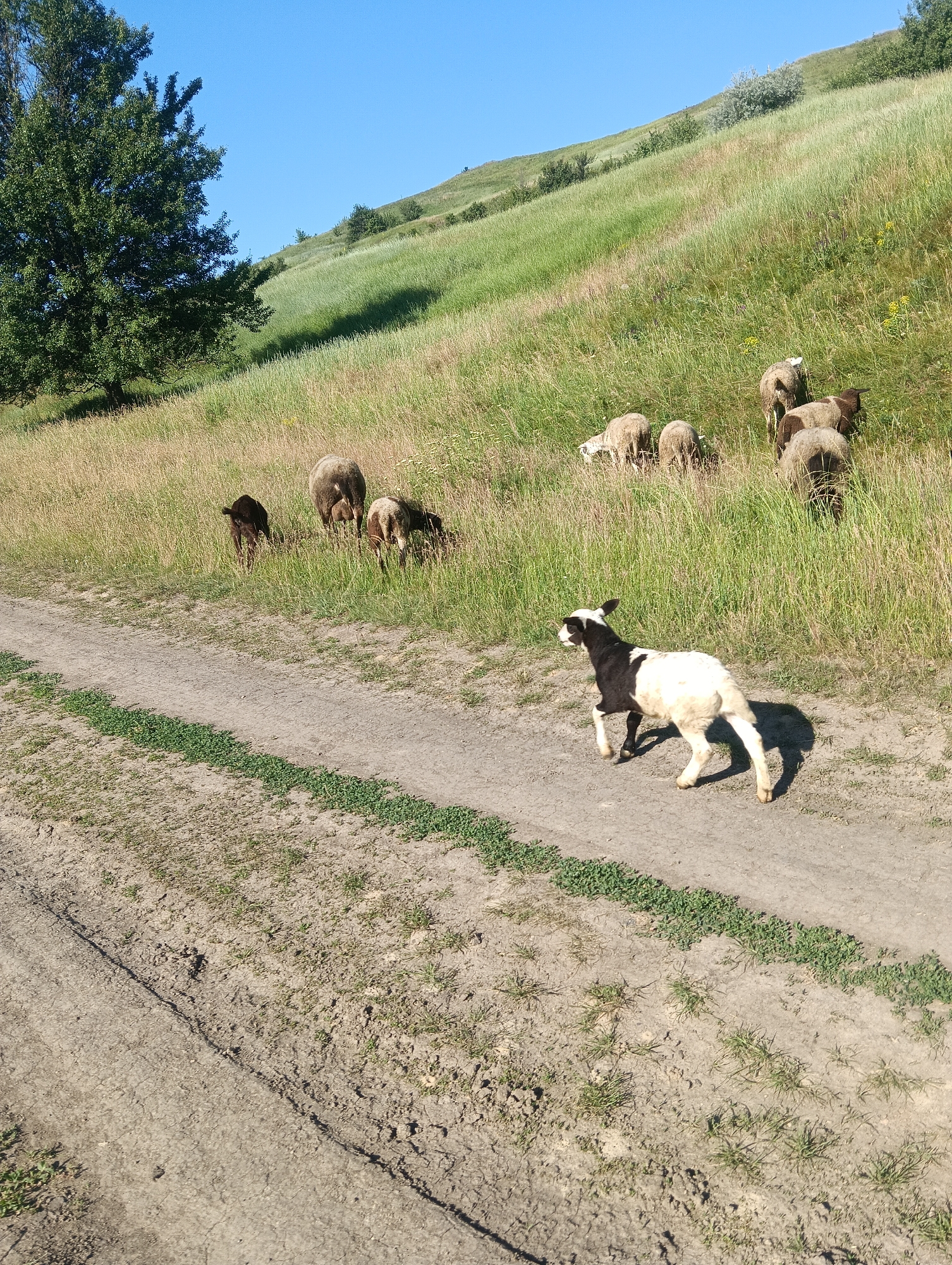 A herd of sheep grazes on a grassy hillside under a clear blue sky. A dirt road runs diagonally across the foreground, with a few green plants growing along its edge. One sheep, black and white, stands on the road, facing left and looking back over its shoulder. The other sheep are scattered across the hillside, mostly facing away from the camera. A large tree with green foliage is visible on the left side of the image, and the hillside slopes upwards towards the background. The environment appears rural.