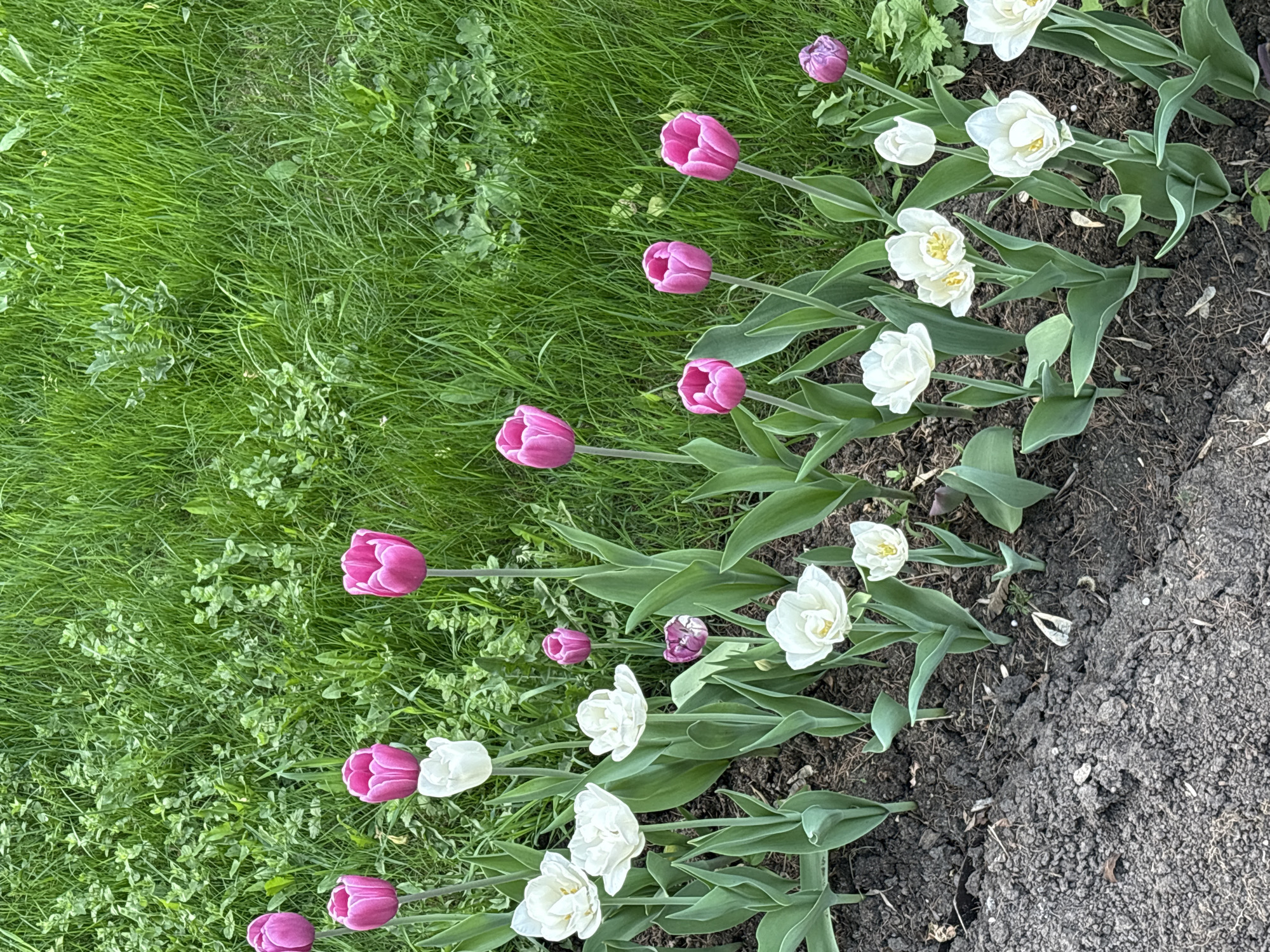 A row of pink and white tulips grows along the edge of a patch of grass and a patch of soil. The grass is green and lush, while the soil is dark and crumbly. The tulips are in full bloom, with their petals open wide. The pink tulips are a vibrant shade of pink, while the white tulips are a soft, creamy white. Some of the tulips are slightly wilted or faded, suggesting they are past their peak.
There are no indications to suggest this image was taken in Perm, Russia.