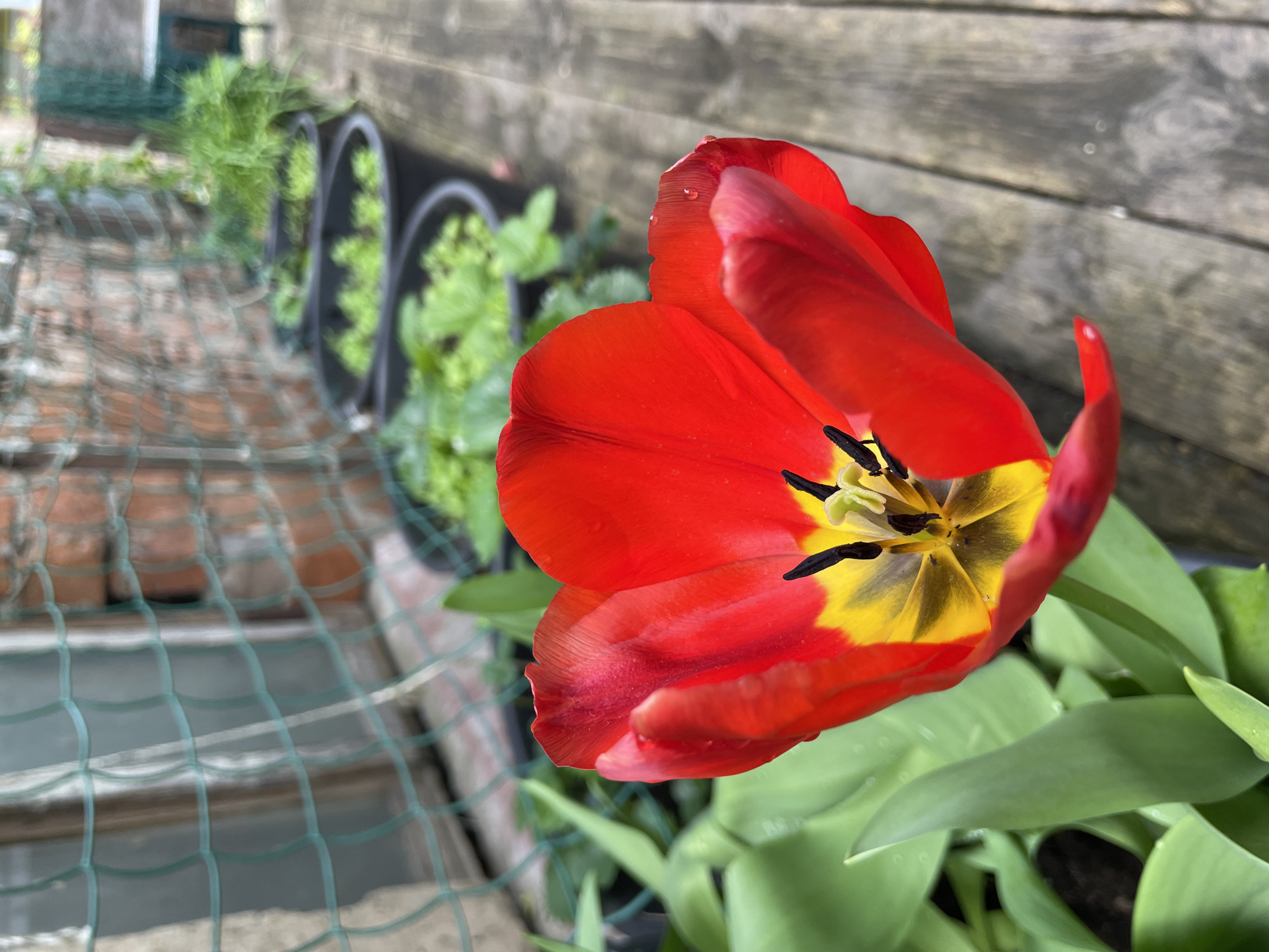 The image shows a vibrant red and yellow tulip in a garden setting. The flower is in full bloom, with its petals partially opened, revealing the black stamens and yellow base. Dewdrops are visible on the petals. Green leaves surround the base of the tulip. In the background, there is a wooden fence and a raised garden bed with green plants. The setting appears to be outdoors, possibly a residential garden in a location similar to Olginka, Russia, but there is no definitive information in the image to confirm the exact location.