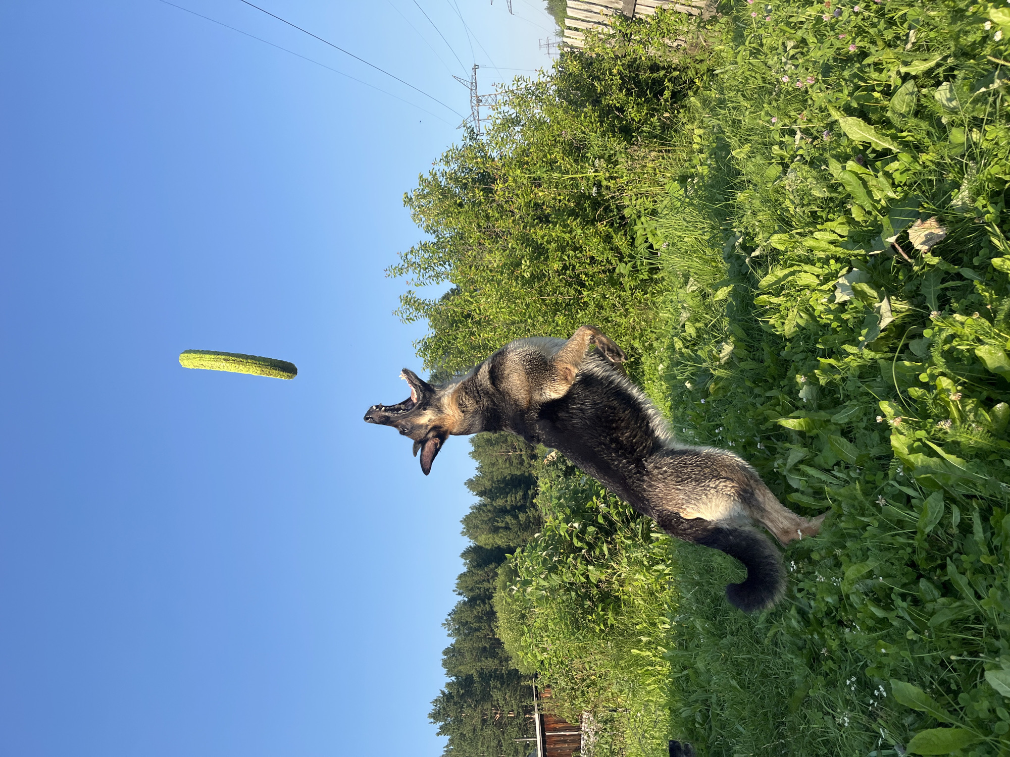 A German Shepherd dog is captured mid-air, jumping to catch a cucumber. The dog is on its back with its mouth open, attempting to grab the vegetable, which is suspended in the clear blue sky. The scene is set in a grassy outdoor area with lush green vegetation and trees in the background. A wooden fence and power lines are also visible, suggesting a rural or semi-rural location. The bright sunlight indicates it is daytime, likely late afternoon given the long shadows and warm light. The dog appears energetic and playful, focused on catching the cucumber. The image was taken in Nizhny Tagil, Russia. There is no visible text in the image.
