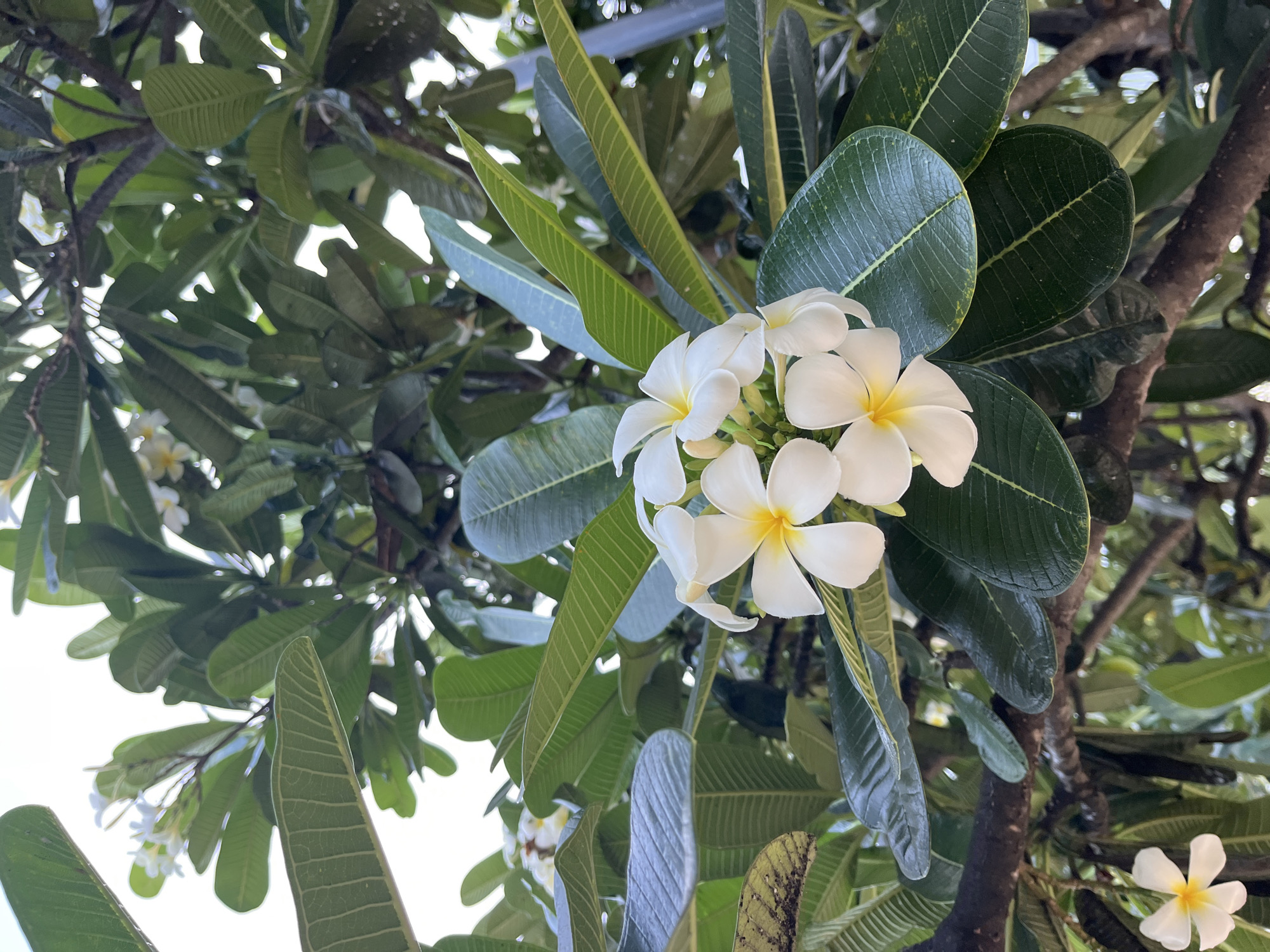 A close-up, low-angle shot focuses on a cluster of white plumeria flowers with yellow centers, blooming amongst lush green foliage. The flowers are the primary subject, their petals unfurling delicately. The background is a dense canopy of leaves and branches, creating a natural, outdoor environment. The lighting suggests it is daytime, with some sunlight filtering through the leaves, creating highlights and shadows. The scene is devoid of any human presence or man-made structures, giving it a serene and natural feel. The location is identified as Phu Thuy Ward, Vietnam, hinting at a tropical or sub-tropical setting where such flora thrives.