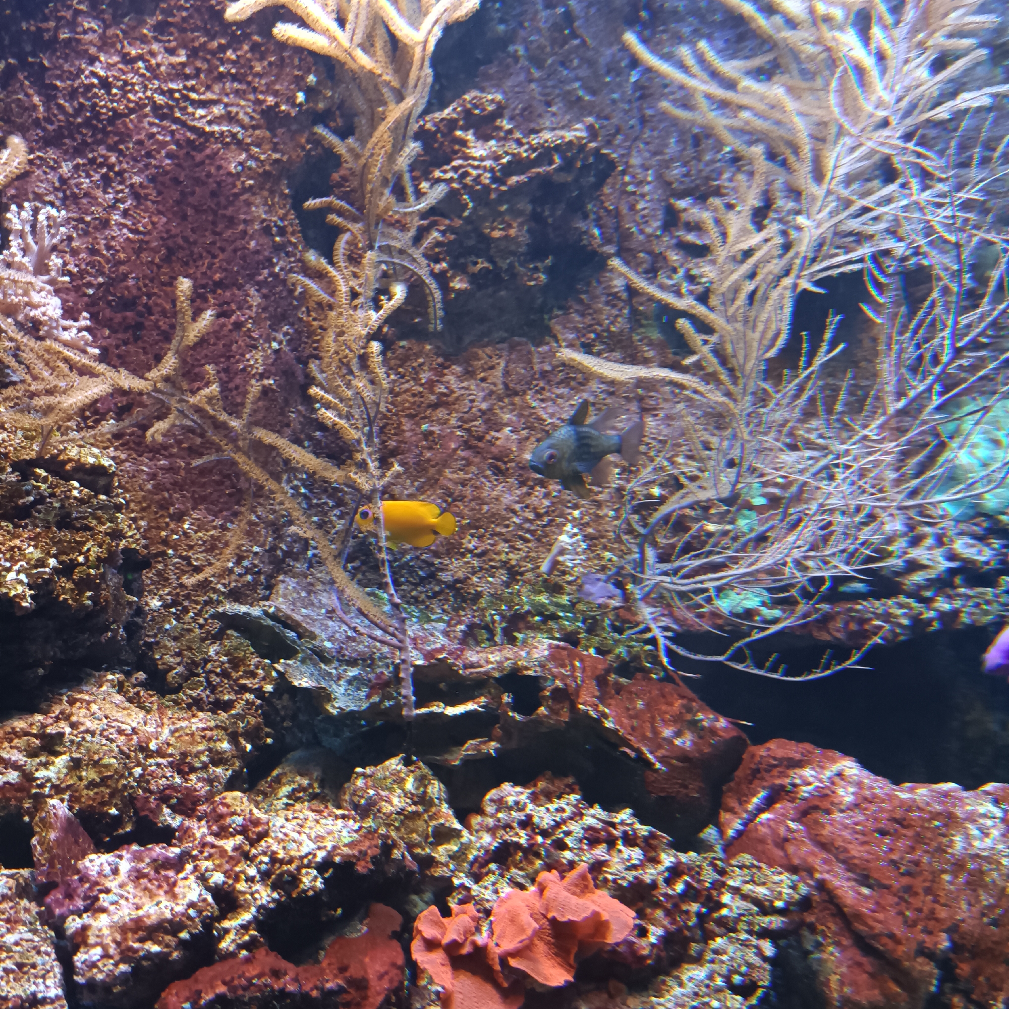 The image shows an underwater scene in an aquarium. There are various corals and rocks, as well as two small fish. One fish is bright yellow and the other is dark blue/grey. The environment is a typical marine aquarium setup, with artificial lighting creating colorful reflections. There is no information in the image to suggest a specific location in Frankfurt, Germany.