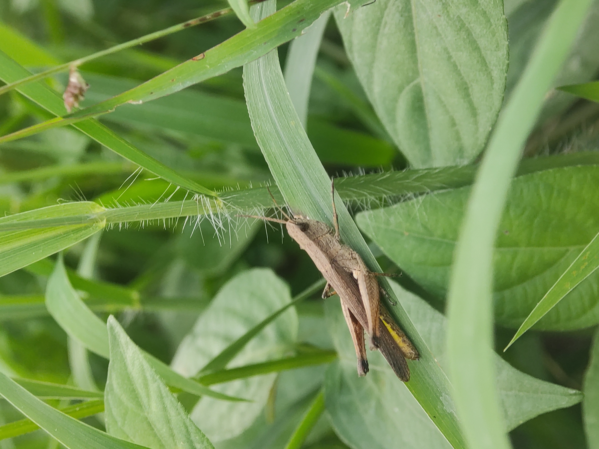 A brown grasshopper rests on a blade of green grass among other leaves. The grasshopper is positioned diagonally across the grass blade. The background features more green foliage. The location is Lhokseumawe, Indonesia.