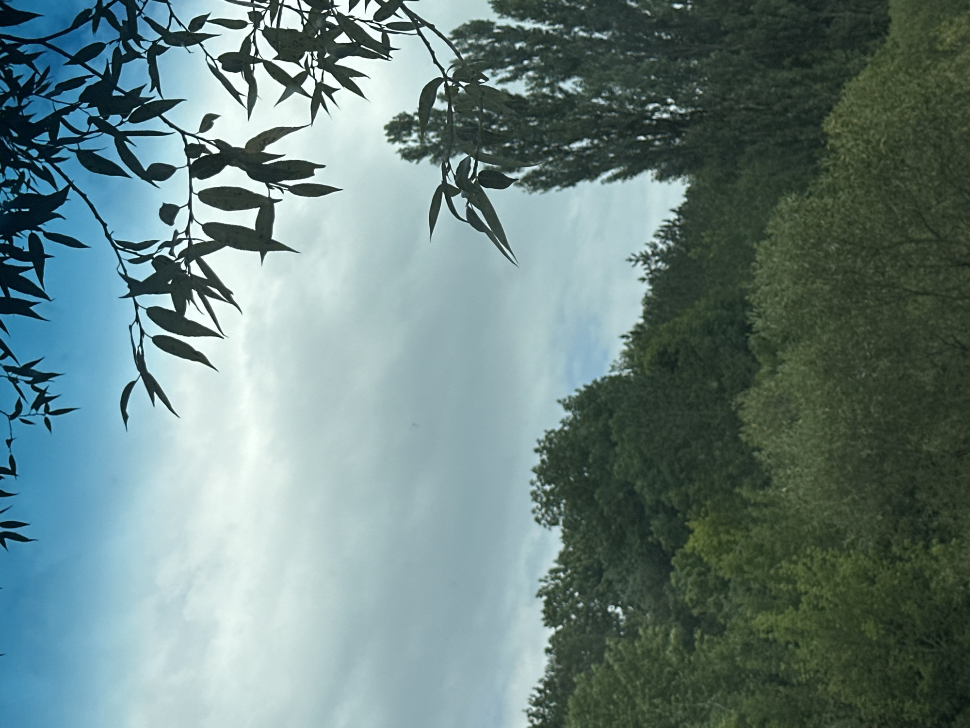 The image depicts an outdoor scene with a focus on the natural environment. In the foreground, silhouetted branches and leaves are visible against a bright, slightly overcast sky. The leaves are dark and pointed, suggesting a deciduous tree. Below the sky, a dense green forest covers rolling hills. The trees vary in height and density, with some appearing as a solid green mass and others showing individual tree shapes. Tall, slender trees with darker foliage stand out on the right side of the image. The lighting suggests it is daytime, possibly late morning or afternoon, with soft light filtering through the clouds. The overall impression is one of a lush, verdant landscape. The location is identified as Makiv, Ukraine.