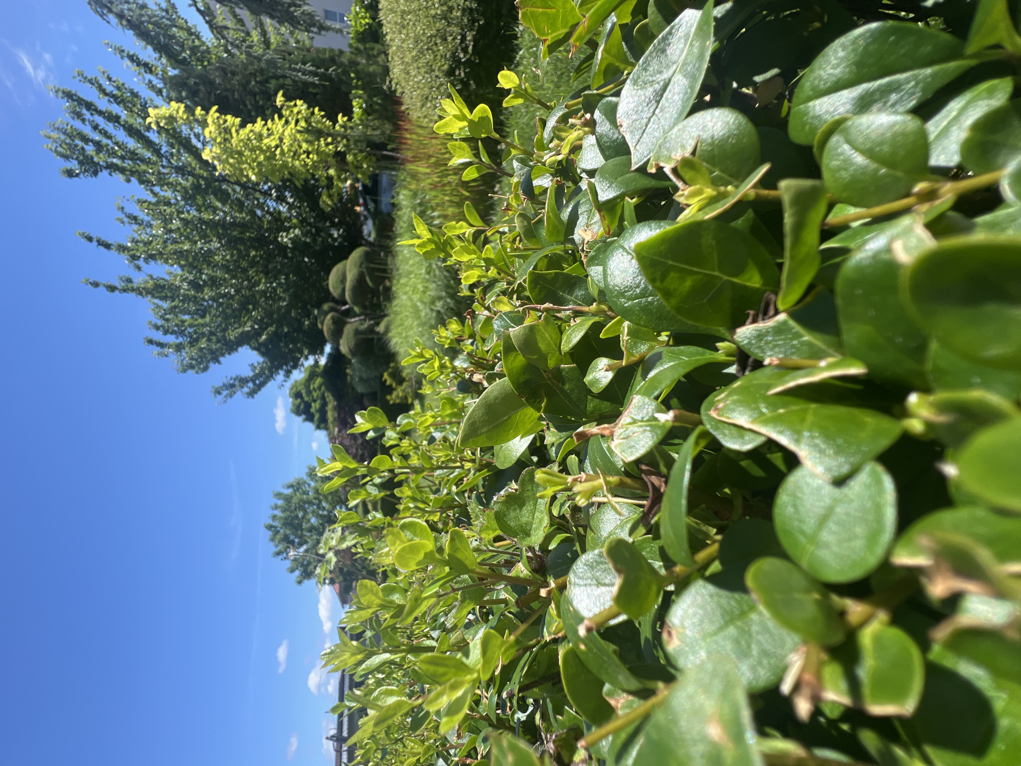 This image presents a close-up view of lush green foliage in a garden. The foreground is dominated by the leaves and stems of a dense hedge, with some leaves slightly out of focus, creating a shallow depth of field. In the background, various trees and shrubs are visible, including some with neatly sculpted, rounded shapes, suggesting a well-maintained garden. The sky above is a clear, vibrant blue with a few wispy white clouds. The overall impression is one of a sunny day in a suburban or private garden setting. The image does not contain any people or specific identifiable structures that would pinpoint a precise location within Kostinbrod, Bulgaria.