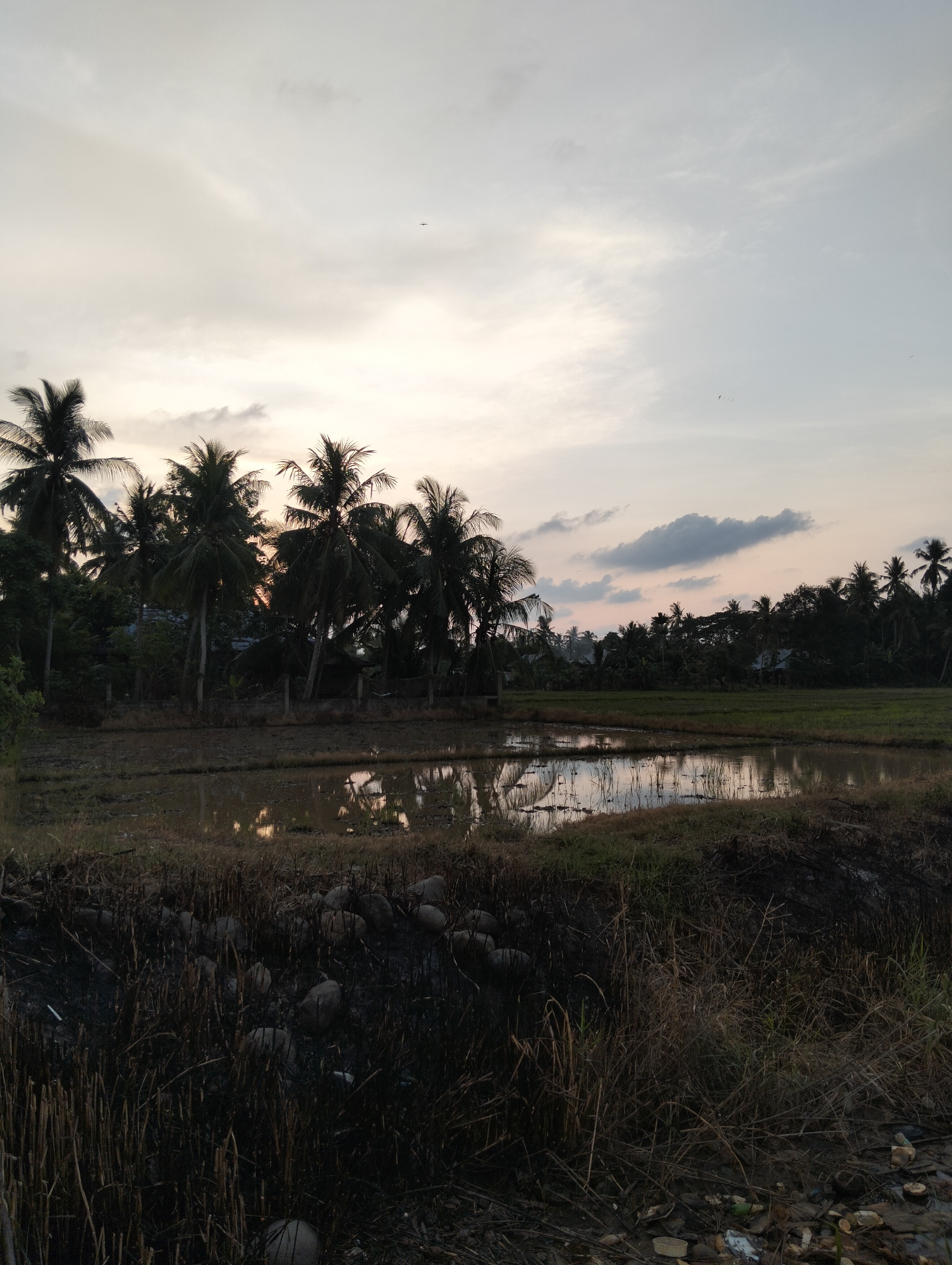 This image depicts a rural landscape at dusk in Pulorungkom, Indonesia. A partially flooded rice paddy in the foreground reflects the sky and surrounding vegetation. Dense palm trees line the horizon, interspersed with a few small structures, suggesting a residential area within the rural setting. The sky is overcast with diffused light, characteristic of the twilight hours. The ground in the immediate foreground appears to be scorched and littered with dry vegetation and debris, including rocks and what appear to be discarded plastic items. The overall impression is one of a serene natural environment with evidence of human habitation and some level of environmental impact.