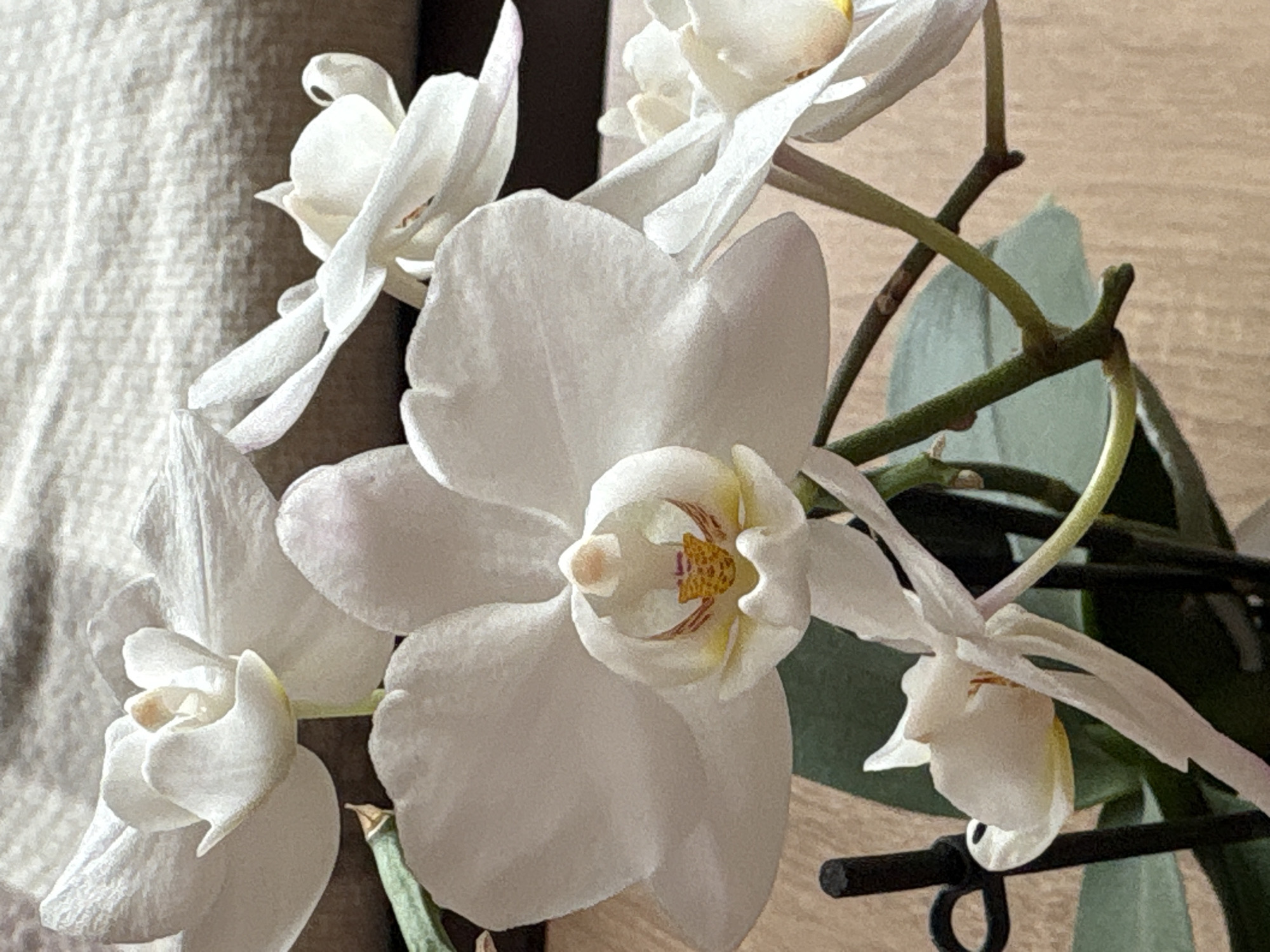 A close-up shot shows a cluster of white orchid flowers. The foreground features a large, fully open orchid bloom with intricate details of its inner structure, including yellowish and reddish markings. Several other orchids in various stages of bloom surround the central flower. Green stems and a few leaves are also visible. The background consists of a textured, light-colored wall and a soft, draped fabric on the left side. A metal structure with a loop is partially visible in the lower right corner.