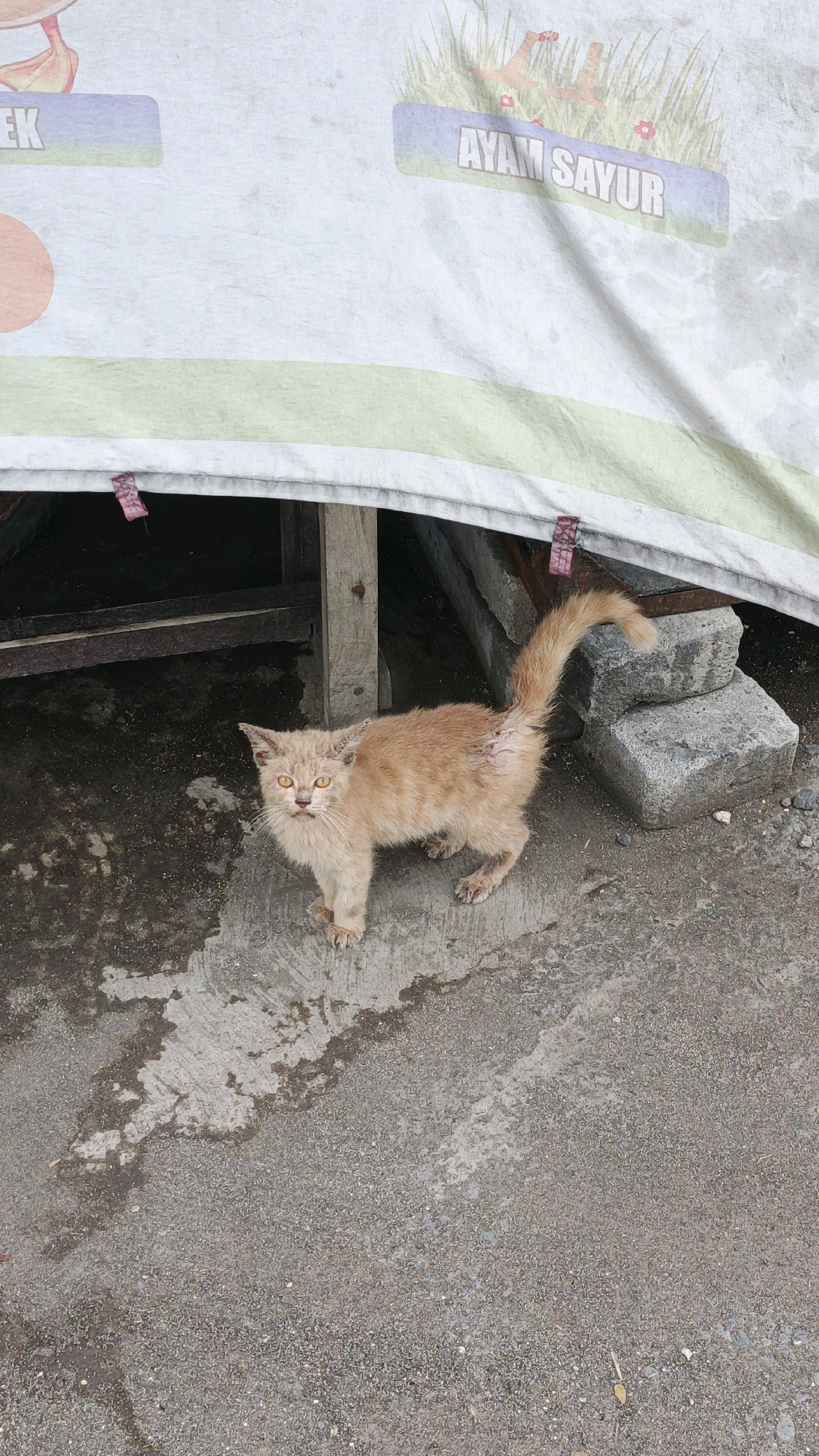 A ginger kitten stands on a wet, concrete surface beneath a white tarp. The tarp is adorned with graphics, including text that reads "AYAM SAYUR" and "EK" within colorful rectangular borders, and illustrations of grass and flowers. The kitten, which appears to be young and slightly unwell, has amber eyes and a scruffy coat. It is looking directly at the camera. Behind the kitten, there are large, gray stones and wooden posts supporting the tarp. The ground is a mix of dark, wet concrete and gravel. The overall scene suggests an outdoor setting, possibly a market stall or temporary shelter, in Desa Karangbenda, Indonesia.