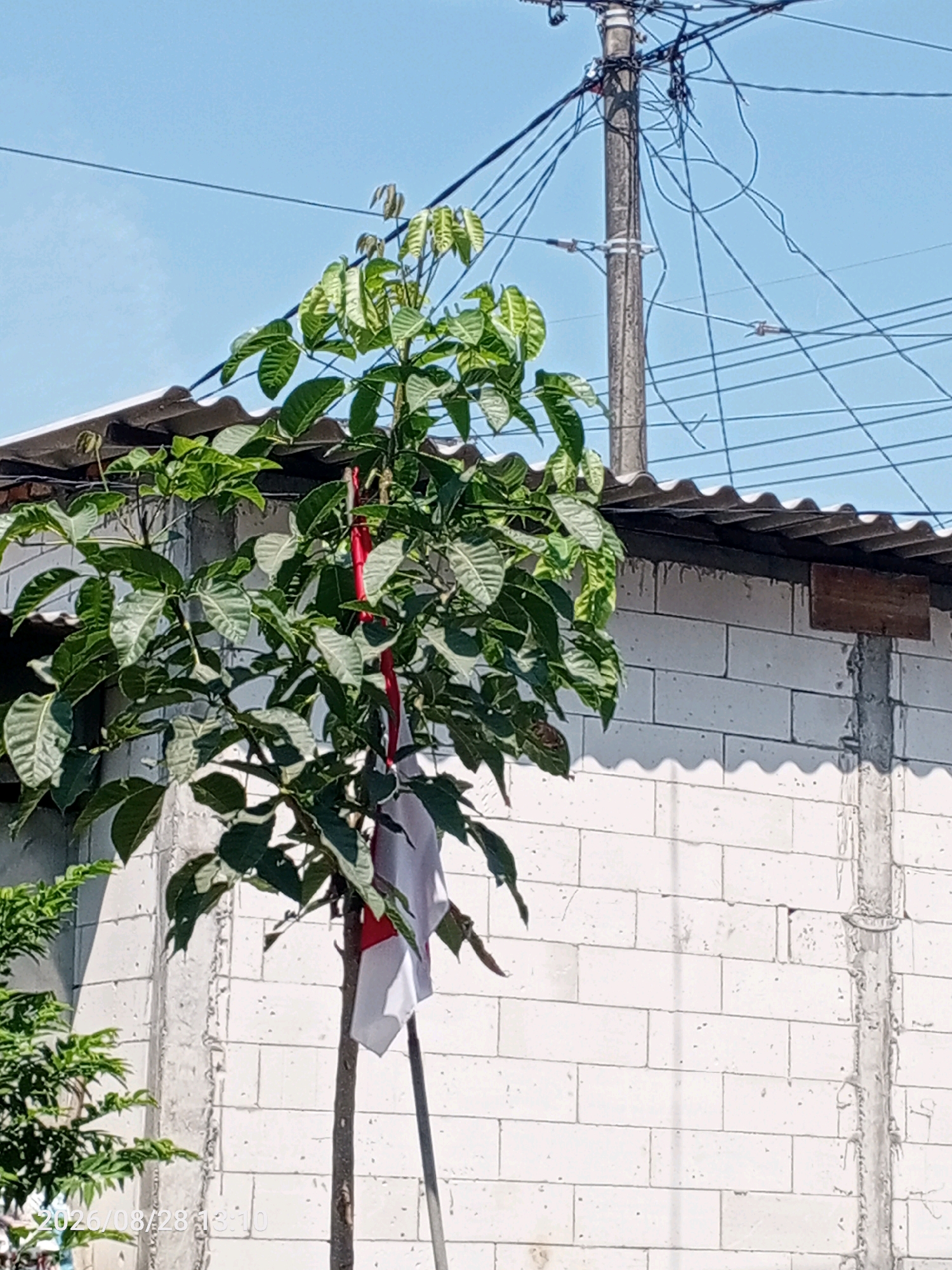 A young tree with green leaves is adorned with a red and white flag, likely the Indonesian flag, as it is tied to the tree's trunk. The tree stands in front of a white brick wall under a clear blue sky. Utility poles and wires are visible in the background. The timestamp on the image indicates August 28, 2026, at 13:10. The image appears to be taken in Randegansari, Indonesia, given the provided context.