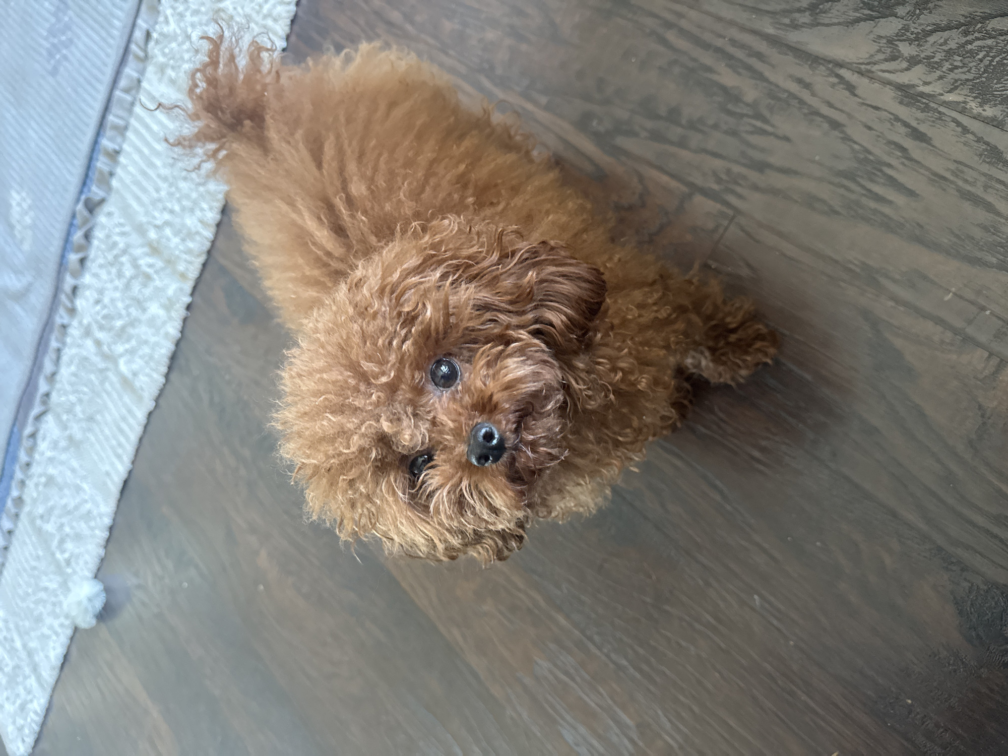 A brown poodle is lying on a dark wood floor, looking up at the camera. The dog is positioned in the center of the frame. A white rug is visible in the upper left corner of the image. The location is indiscernible; there is no identifiable connection to Novosibirsk, Russia.