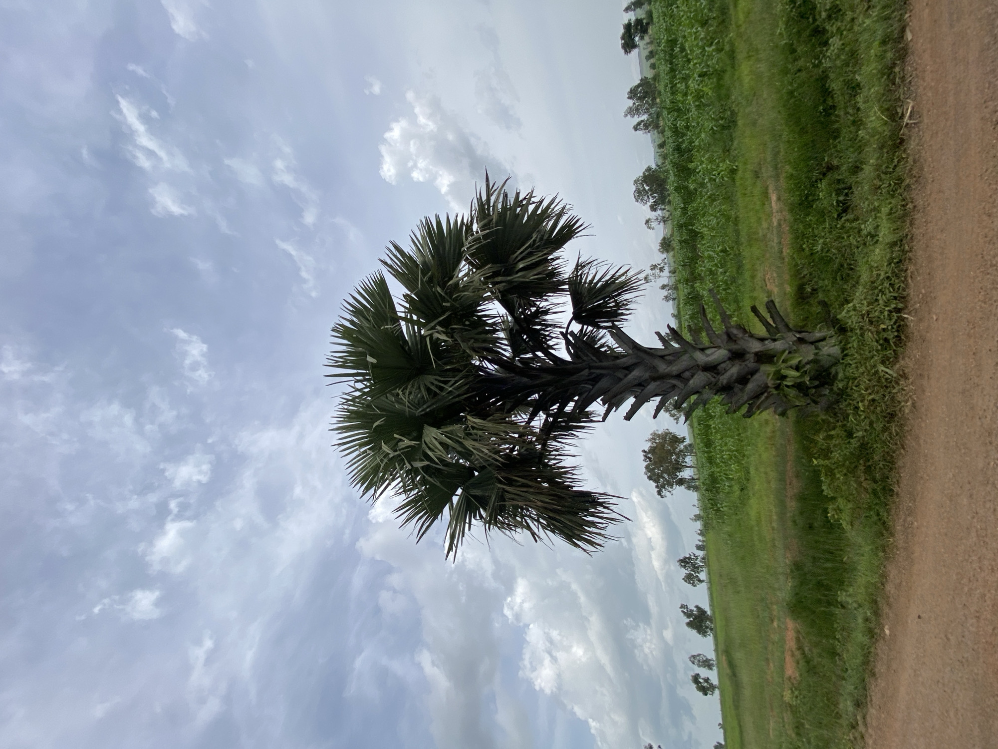 A solitary palm tree stands prominently in a rural landscape, likely Kuru, Nigeria, under a cloudy sky. The foreground features a dirt path bordering lush green grass and vegetation. Behind the palm tree, a field of green crops stretches across rolling hills, dotted with scattered trees. The sky is filled with heavy, overcast clouds, suggesting impending rain or recent weather activity. There are no people or animals visible in the scene.