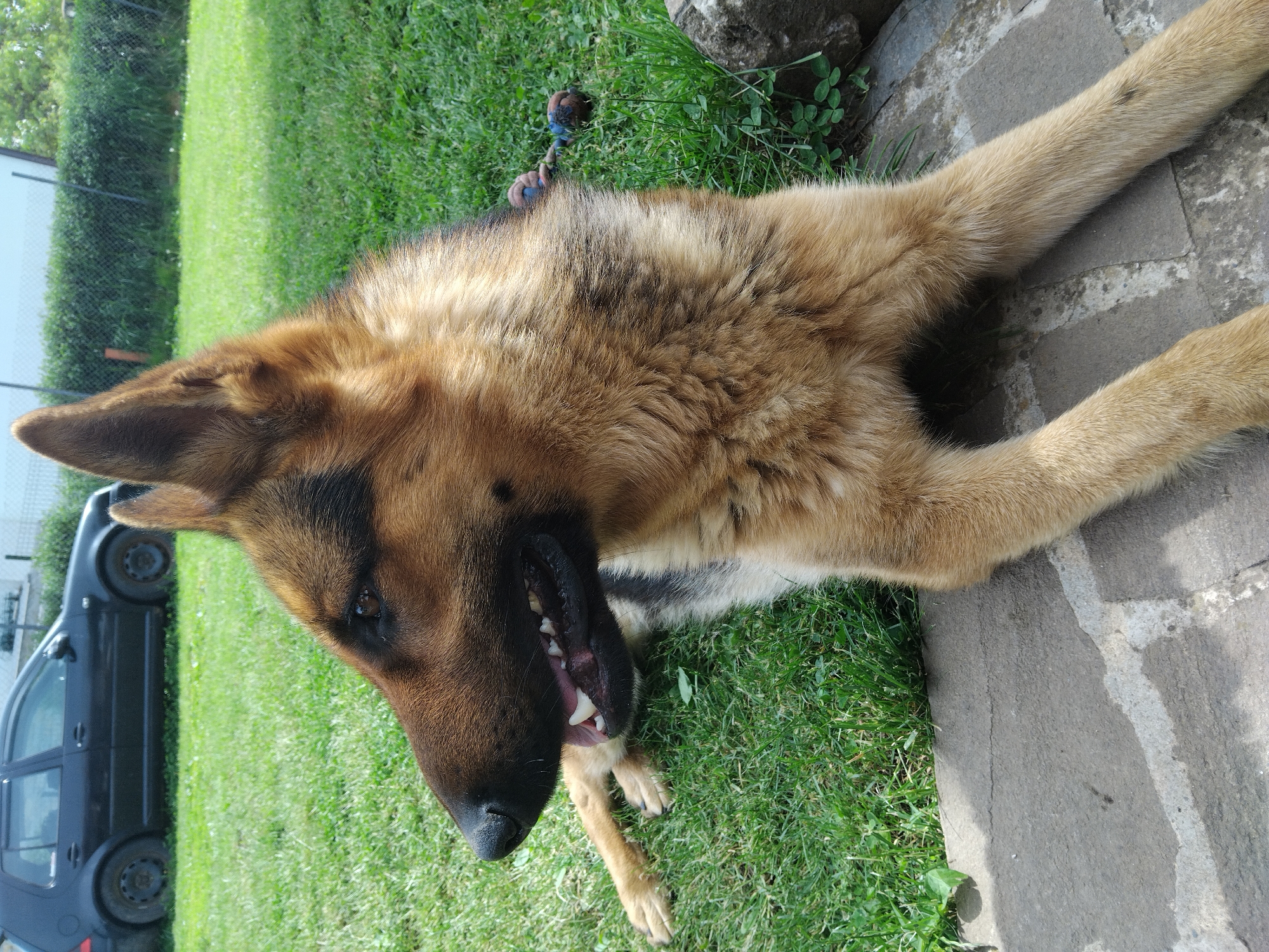 A German Shepherd dog lies on its side on a grassy surface. The dog's head is towards the left of the frame, with its mouth slightly open, revealing its teeth. The dog's fur is a mix of brown and black. To the dog's left, there is a black car parked near a building with a white wall. Part of a stone surface is visible on the right side of the image, and the grass surrounds the dog. In the background, a green hedge or fence runs alongside the building. There is a toy behind the dog’s head. This image was taken in Bankya, Bulgaria.