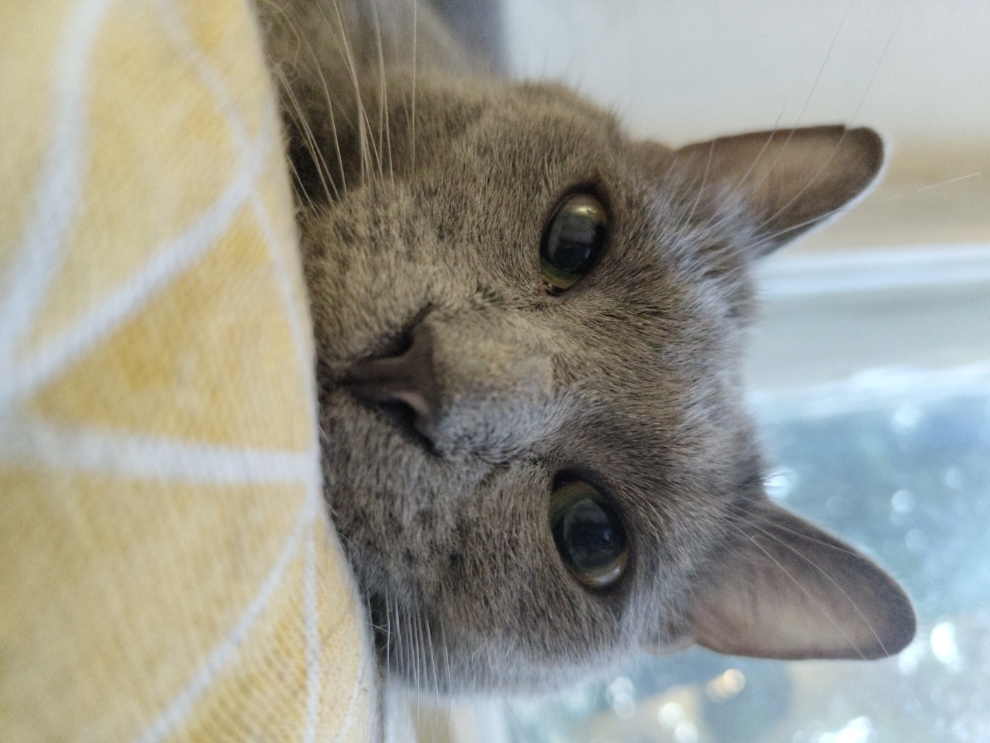 A close-up shot of a grey cat's face is captured as it rests its head on a yellow and white checkered surface. The cat's eyes are open and looking directly at the camera, with one eye slightly more visible than the other. Its ears are perked up, and whiskers extend outwards. The background is blurred, showing a window with light filtering through, suggesting an indoor setting. The location is Unknown, Unknown.