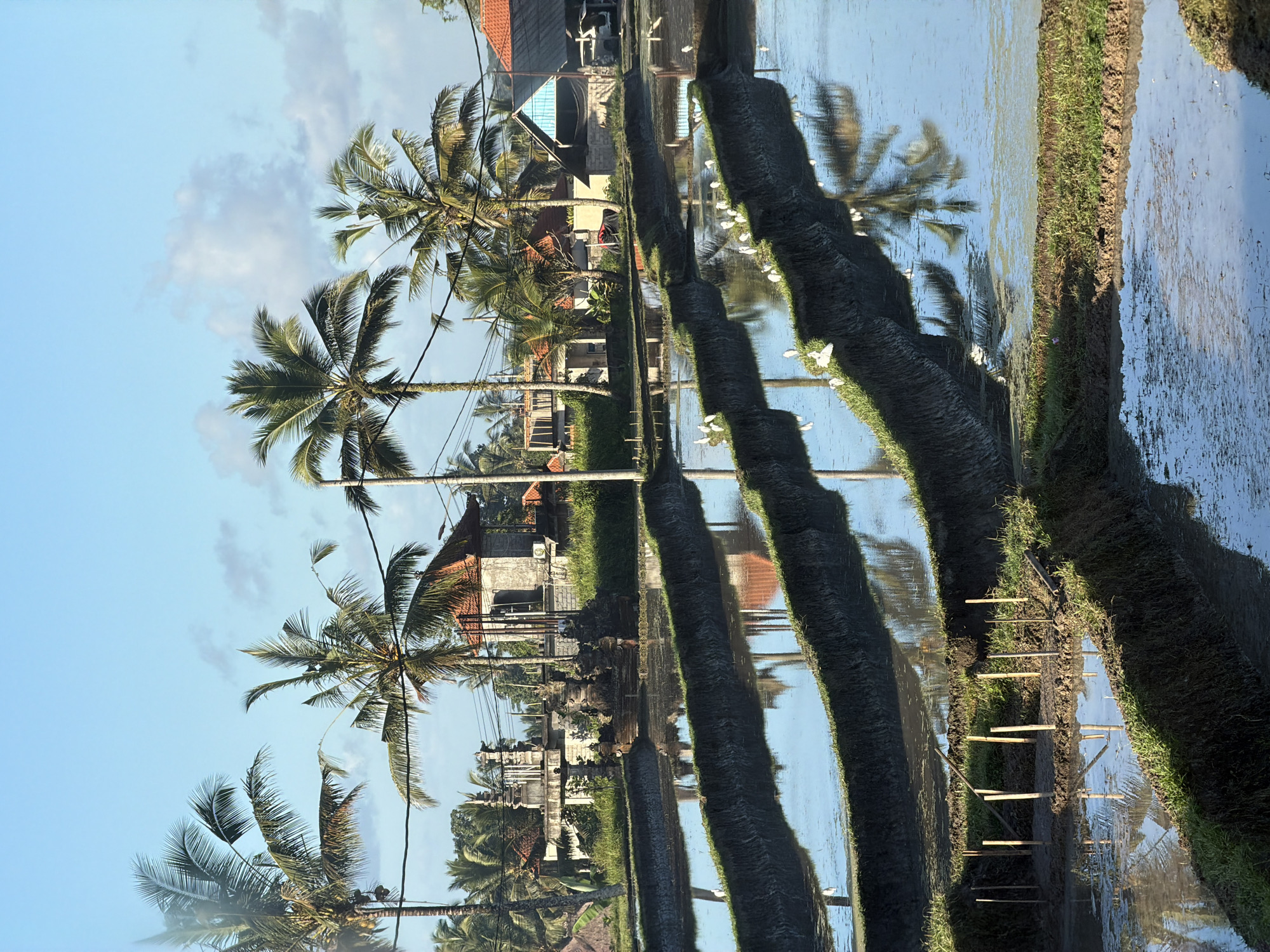 This photograph, captured in Tegallalang, Indonesia, depicts a serene agricultural landscape of tiered rice paddies. The foreground is dominated by the reflective surfaces of flooded paddies, separated by narrow earthen berms covered in green grass. Scattered across these berms are numerous white egrets, some in the process of foraging, others standing still. Behind the paddies, a cluster of traditional Balinese buildings is visible, characterized by intricate stone carvings and terracotta-tiled roofs, set against a backdrop of lush palm trees. The sky is a clear, bright blue with a few wispy clouds, suggesting a sunny day. The scene is characterized by its natural beauty and the harmonious coexistence of agriculture and wildlife.