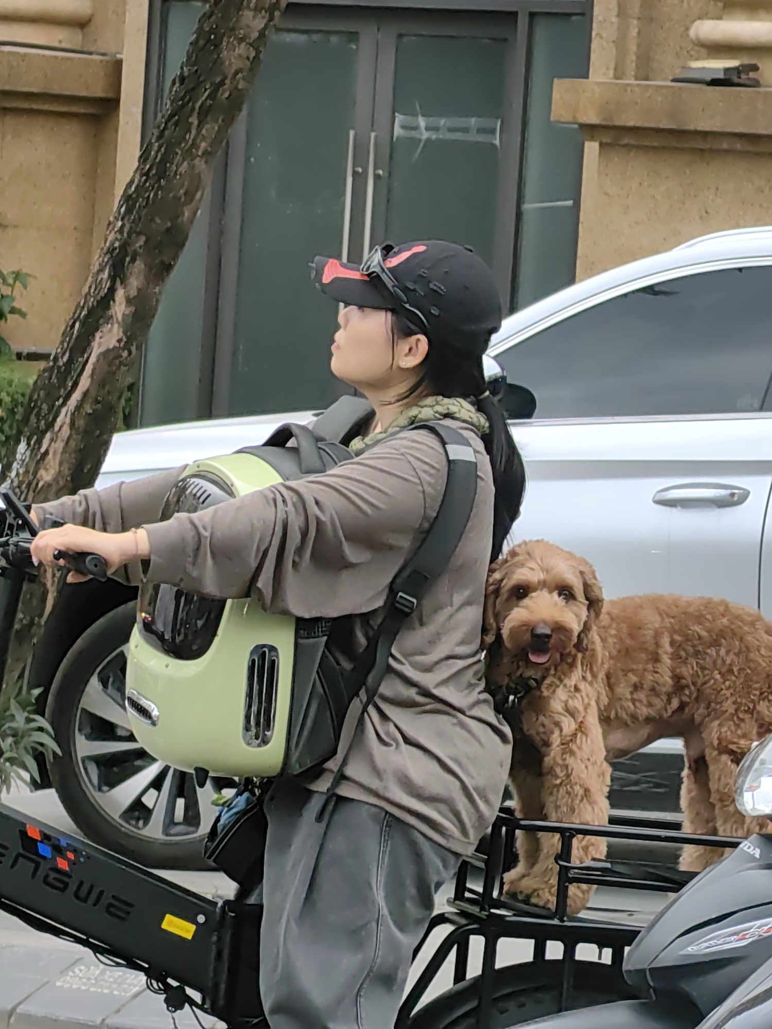The image portrays a woman and her dog stopped in an urban setting, likely in Hà Nội, Vietnam. The woman is seen from the side, positioned on an electric bicycle, holding its handlebars with both hands. She wears a long-sleeved, muted brown top, dark pants, and a black baseball cap with red details. A black backpack is on her back, and a light green, hardshell pet carrier backpack is strapped to her front, suggesting she might be carrying another small pet, although the carrier's interior is not visible. She is looking upwards and slightly to her right.
Beside her, a medium-sized, curly-haired dog, predominantly reddish-brown, stands on a black metal carrier rack attached to the rear of a dark scooter or motorbike. The dog, resembling a Goldendoodle or Labradoodle, looks directly towards the viewer with an alert, slightly open-mouthed expression.
In the background, a silver car is parked. Further back, a building with large glass doors and light-colored concrete elements is visible. A thick tree trunk runs vertically on the left side of the frame. The lighting appears overcast, indicating a cloudy or diffused daylight setting.
Visible text includes the brand "ENGUIE" on the frame of the electric bicycle and "HONDA" on the front fairing of the scooter or motorbike. The scene captures a moment of pet travel within a city environment.