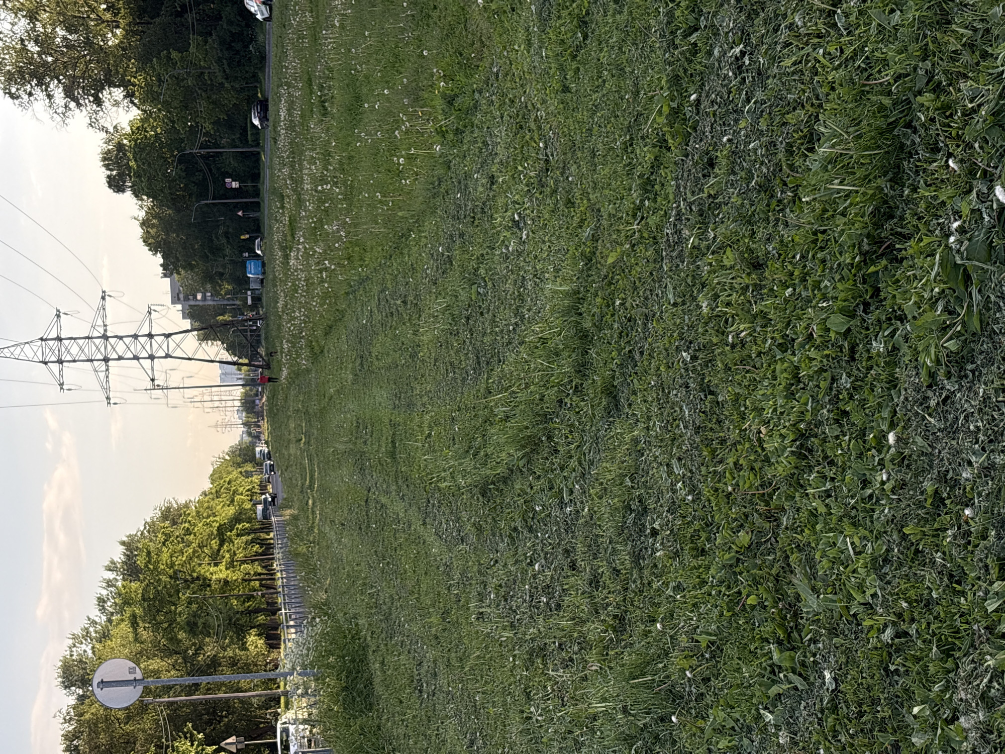 The image, oriented horizontally, depicts a wide, grassy median or verge in an urban or suburban setting, likely in Saint Petersburg, Russia. The foreground is filled with unkempt green grass, varied weeds, and numerous white, fluffy plant seeds, possibly from dandelions.
To the left of this grassy expanse, a road with active traffic is visible, featuring several cars moving in both directions. A dense line of green trees runs parallel to the road, creating a natural barrier or part of a park-like environment. Beyond the trees and road, tall utility poles and a large metal power transmission tower are prominent against a bright, clear sky. In the distant background, faint outlines of buildings can be discerned. A single person, dressed in red, is visible walking further down the grassy median, near the base of the power lines.
The scene takes place during daytime, under a clear sky with soft, natural lighting, suggesting late afternoon or early evening. A circular street sign with a red border and white interior is partially visible in the lower left corner, but its specific symbol is not legible. Another smaller, unreadable sign is positioned beneath it. The overall impression is one of a typical day in a developed area, characterized by its mix of natural elements, infrastructure, and routine activity.