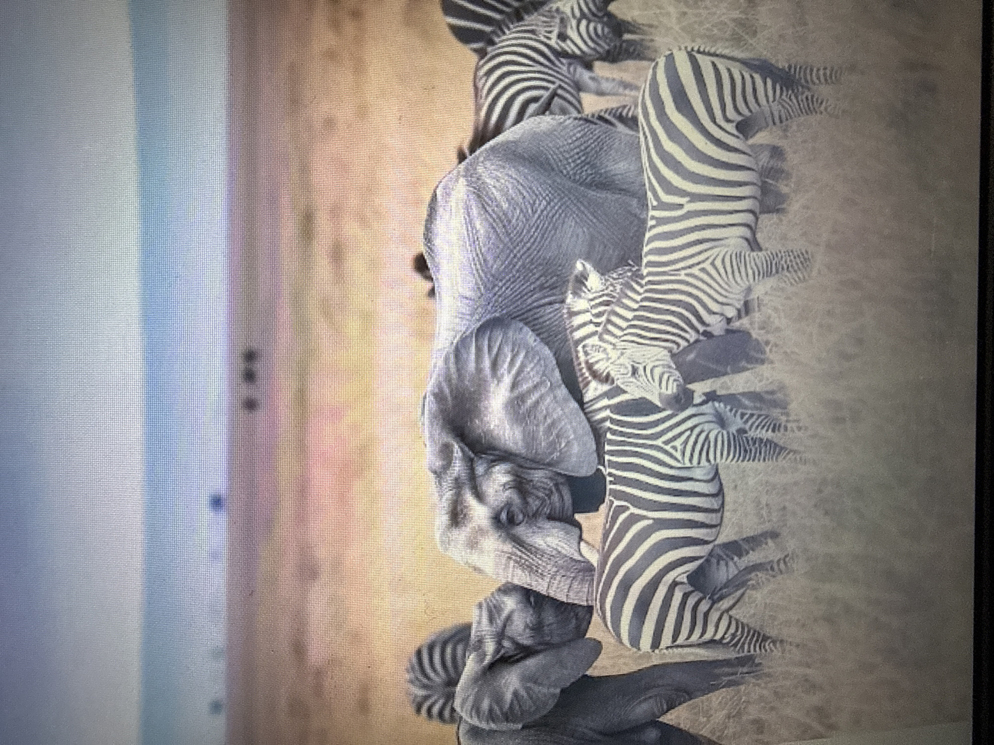 An adult elephant stands among several zebras in a grassy savanna. The elephant is facing to the right, with its trunk lowered. The zebras are grazing and standing near the elephant. The background shows a hazy horizon with some trees in the distance. The image is taken in natural light, with the sky appearing light blue. The location is not Pushkino, Russia.