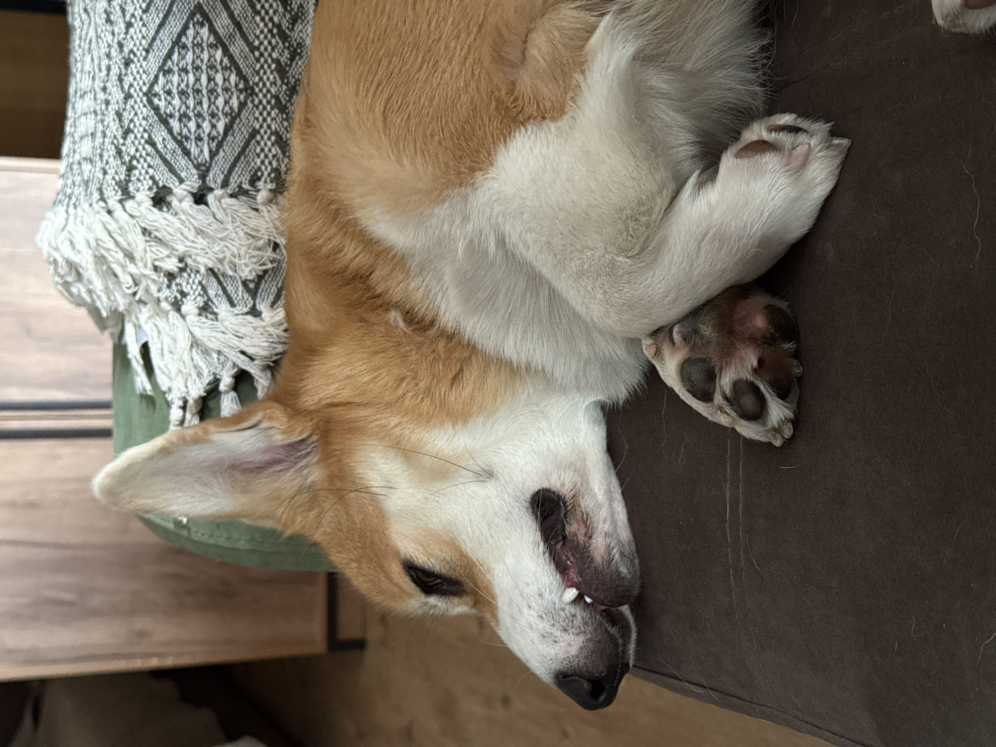 A light brown and white corgi is lying on a dark brown surface, possibly a sofa or chair. The corgi is curled up, with its paws stacked on top of each other. The corgi's head is resting on its side, with its mouth slightly open, exposing a tooth. To the left of the corgi is a pillow or cushion with a green covering and a white patterned woven blanket with fringe. The background includes wooden furniture. The image does not contain any location information about Krasnoyarsk, Russia.