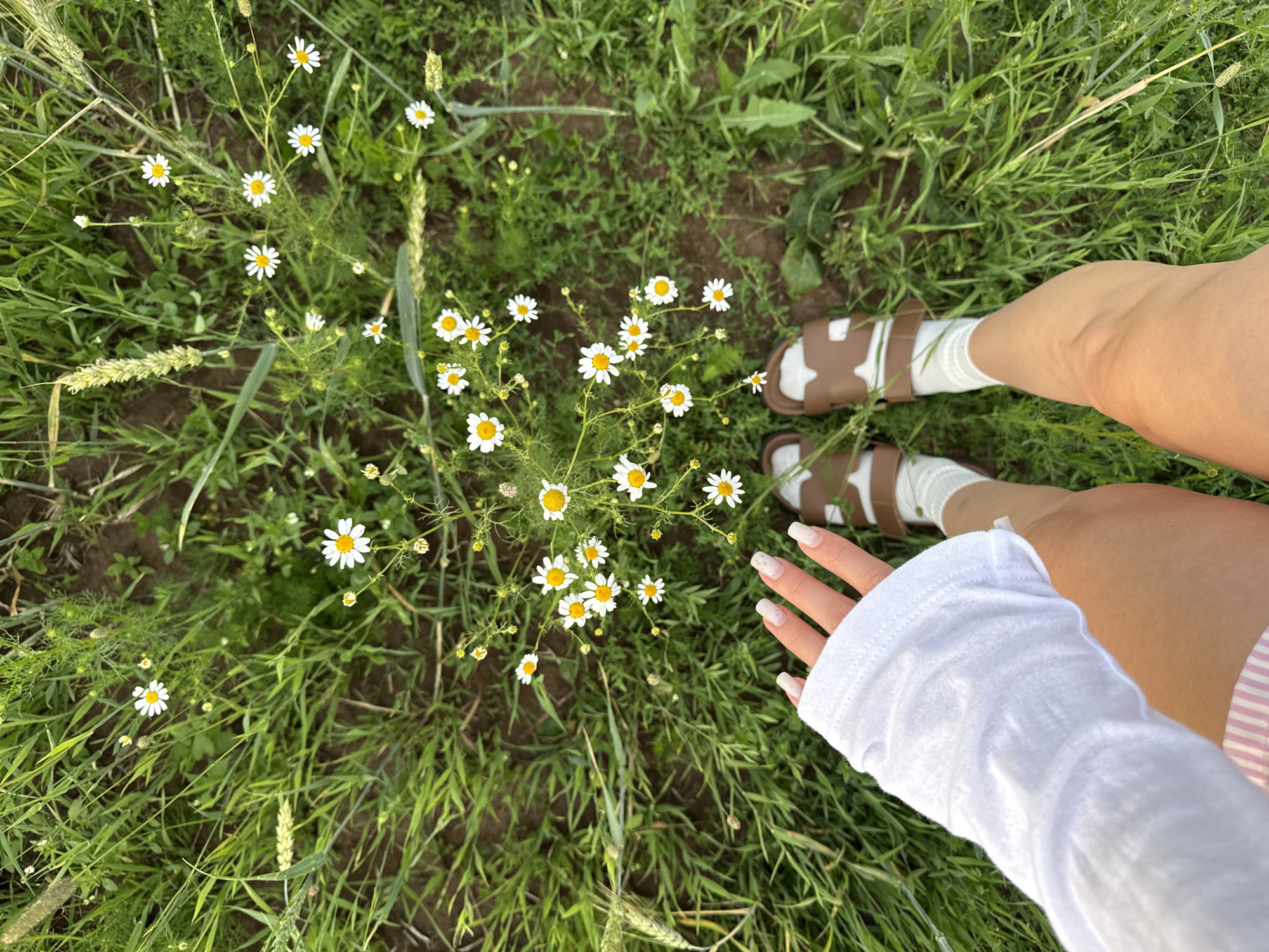 This is a high-angle, full-body shot of a person standing in a grassy field with daisies. The person is wearing a white long-sleeved shirt, pink and white striped shorts, white socks, and brown sandals with white straps. The person's left hand is visible in the lower left corner of the frame, with painted fingernails. The field is lush with green grass and scattered white daisies with yellow centers. Some wheat stalks are also visible. The ground beneath the grass appears to be dark soil. The scene is likely outdoors in a natural setting, possibly a field or meadow, which could be found in or around the city of Сновицы, Russia, given the presence of wild flora.