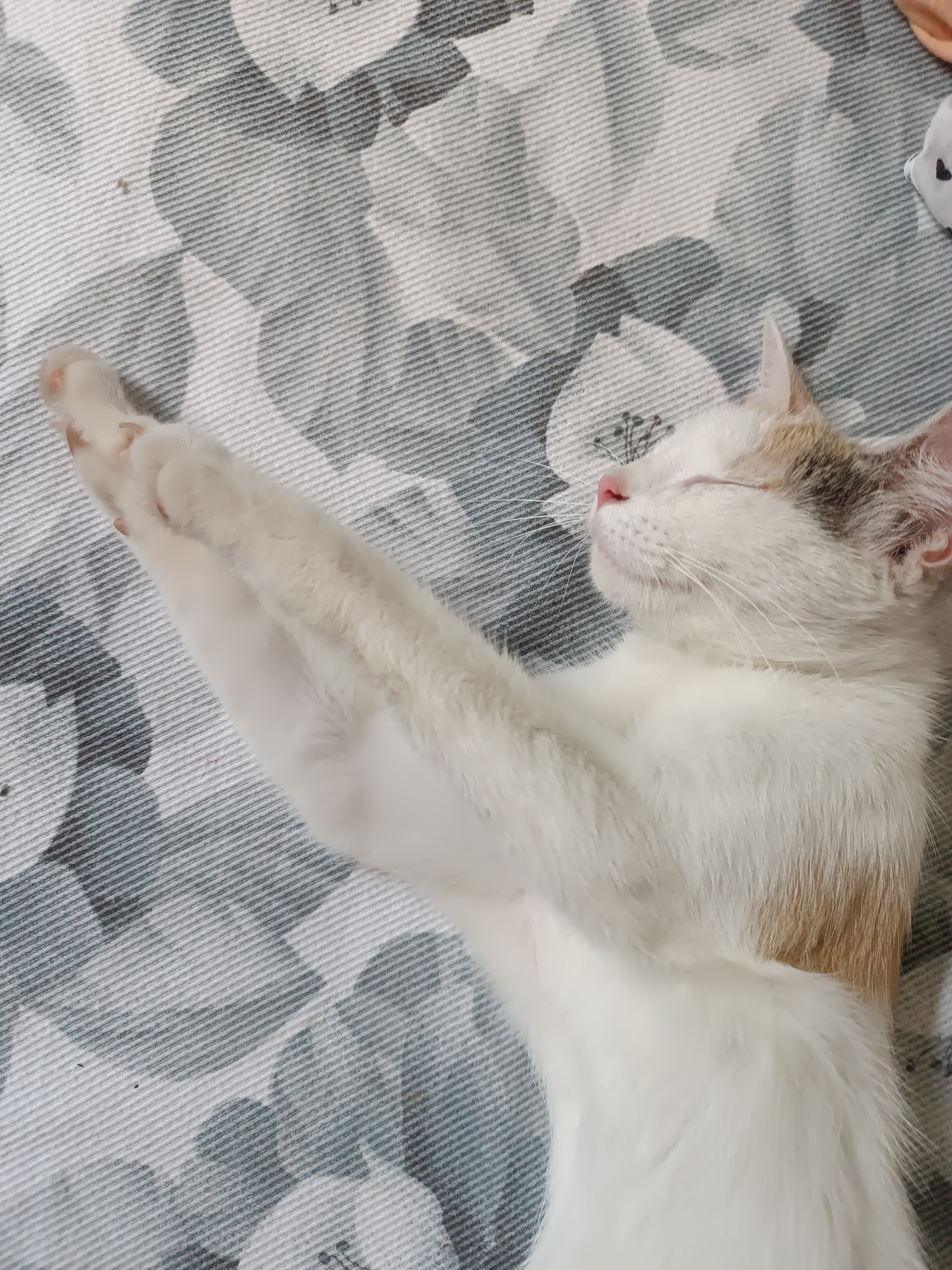 A white cat with patches of tan fur is sleeping on a patterned surface. The cat's eyes are closed, and its front paws are stretched out in front of it, appearing to be clasped together. The surface beneath the cat has a repeating floral pattern in shades of gray and white. No specific location in Viadana, Italy, is discernible from the image.