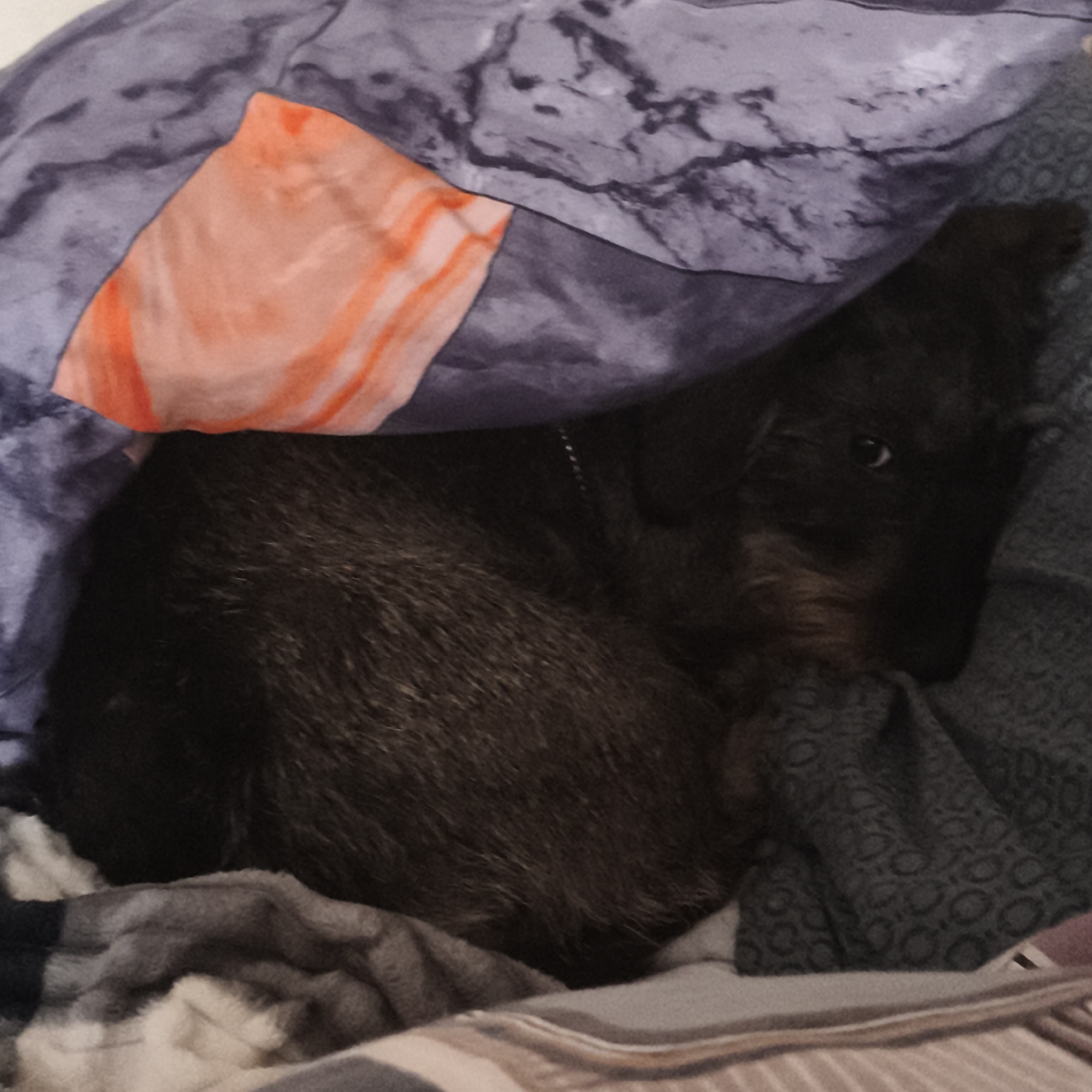 A dark-colored, wire-haired dog is curled up in bed. The dog is mostly obscured by a blanket with a purple, grey, and orange pattern. The bed is covered with various blankets and sheets in shades of grey, white, and brown stripes. The dog's eye is visible, and it appears to be looking at the camera. The scene appears to be indoors.