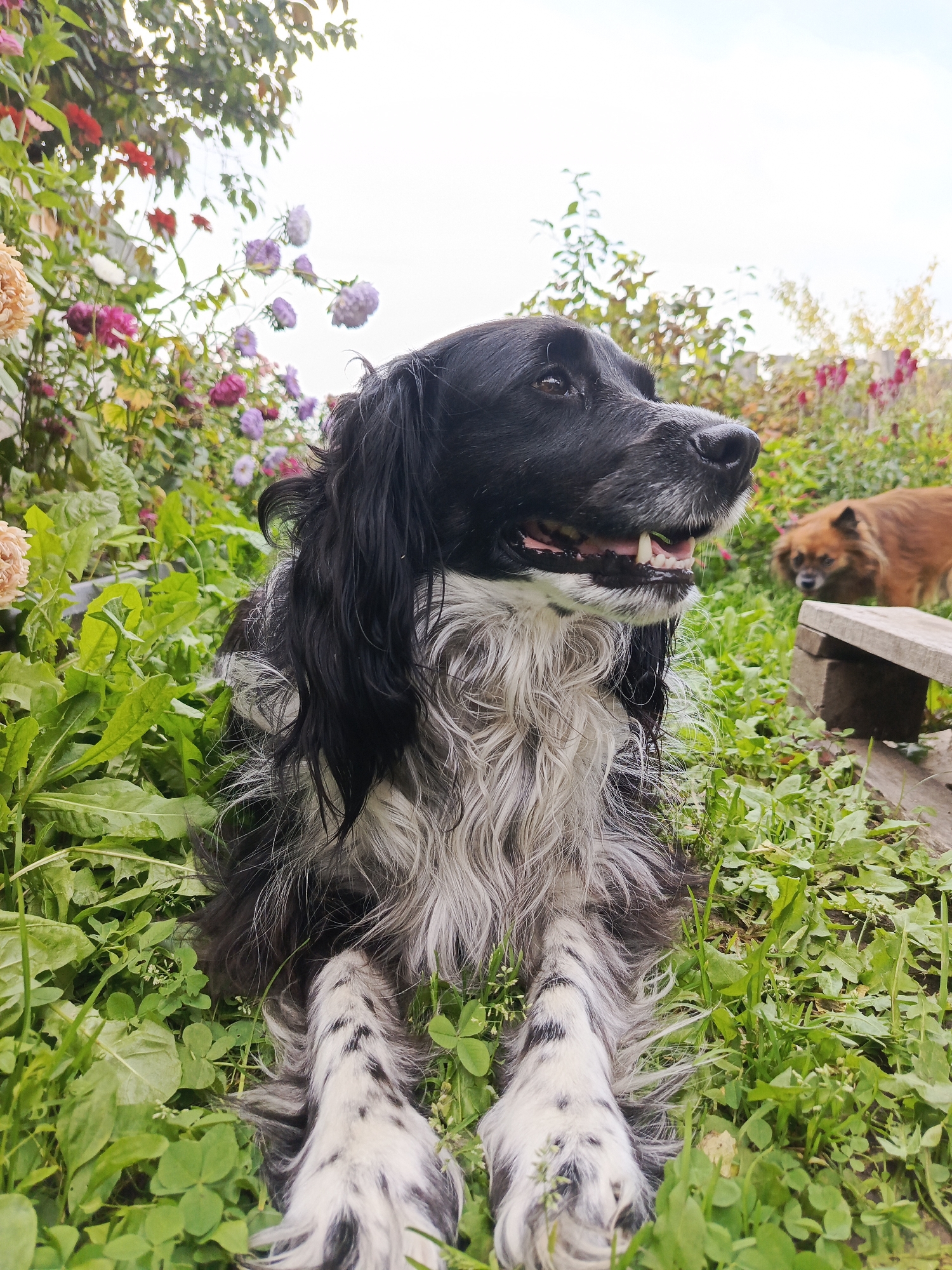 A medium shot shows a black and white dog lying in green grass and surrounded by flowers. The dog is facing to the right and has its mouth open, with its tongue visible. The dog's fur is long and shaggy, with black and white markings. In the background, there is another dog, which is brown and fluffy, lying down. There is also a wooden structure in the background. The location is Kauchuk Stantsiya, Russia.