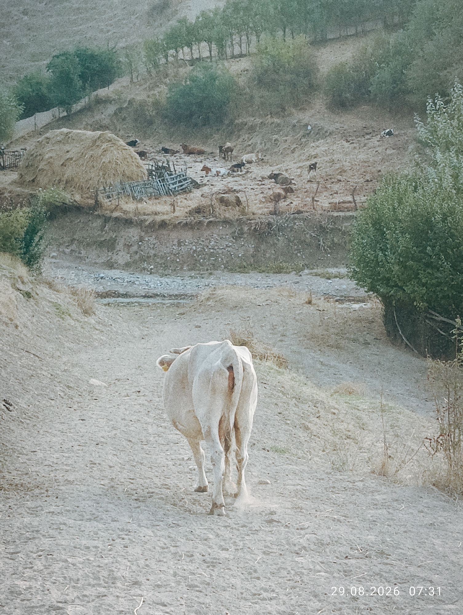 The image captures a rural scene in or near Ak-Took, Kyrgyzstan, featuring a solitary, light-colored cow walking away from the camera on a dusty, arid path. The environment is characterized by dry, sparse vegetation and a hilly, undeveloped landscape. In the background, several other cattle are visible, some lying down and others standing, scattered across the terrain. A large haystack and remnants of wooden fencing are also present. The overall impression is one of a remote, pastoral setting. The bottom right corner of the image displays a timestamp: "29.08.2026 07:31".